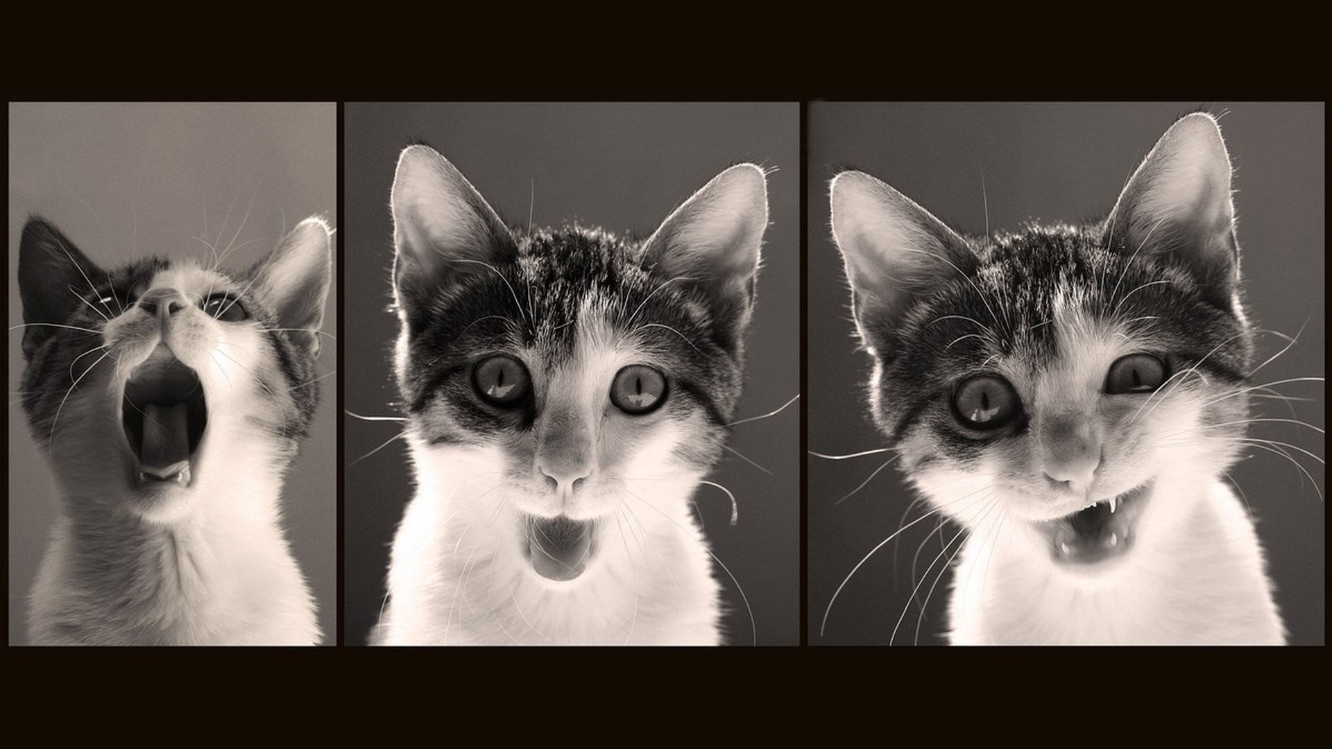 Grumpy Cat Meme Wallpaper – WallpaperSafari