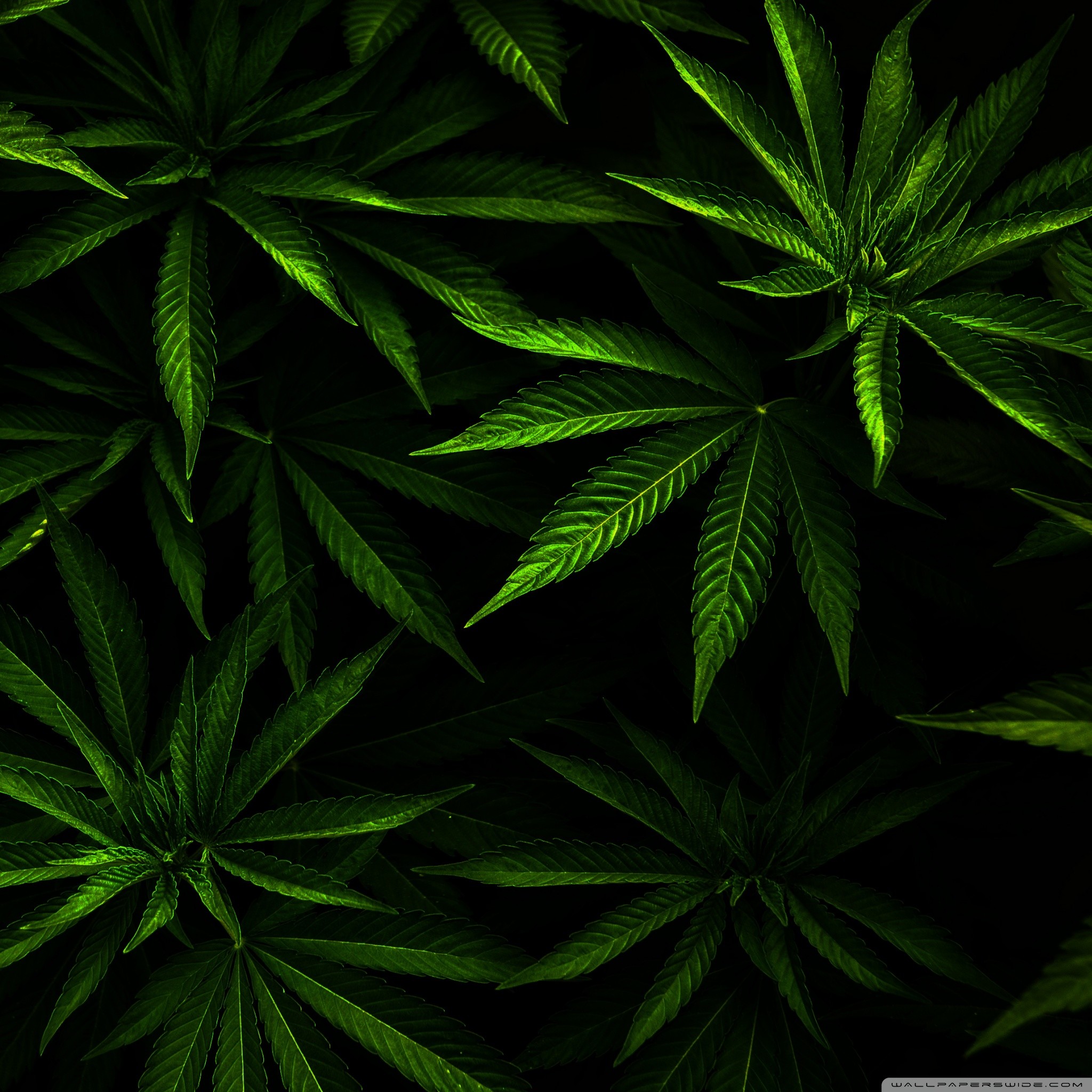 Обои на андроид марихуаны поле конопли в ростове