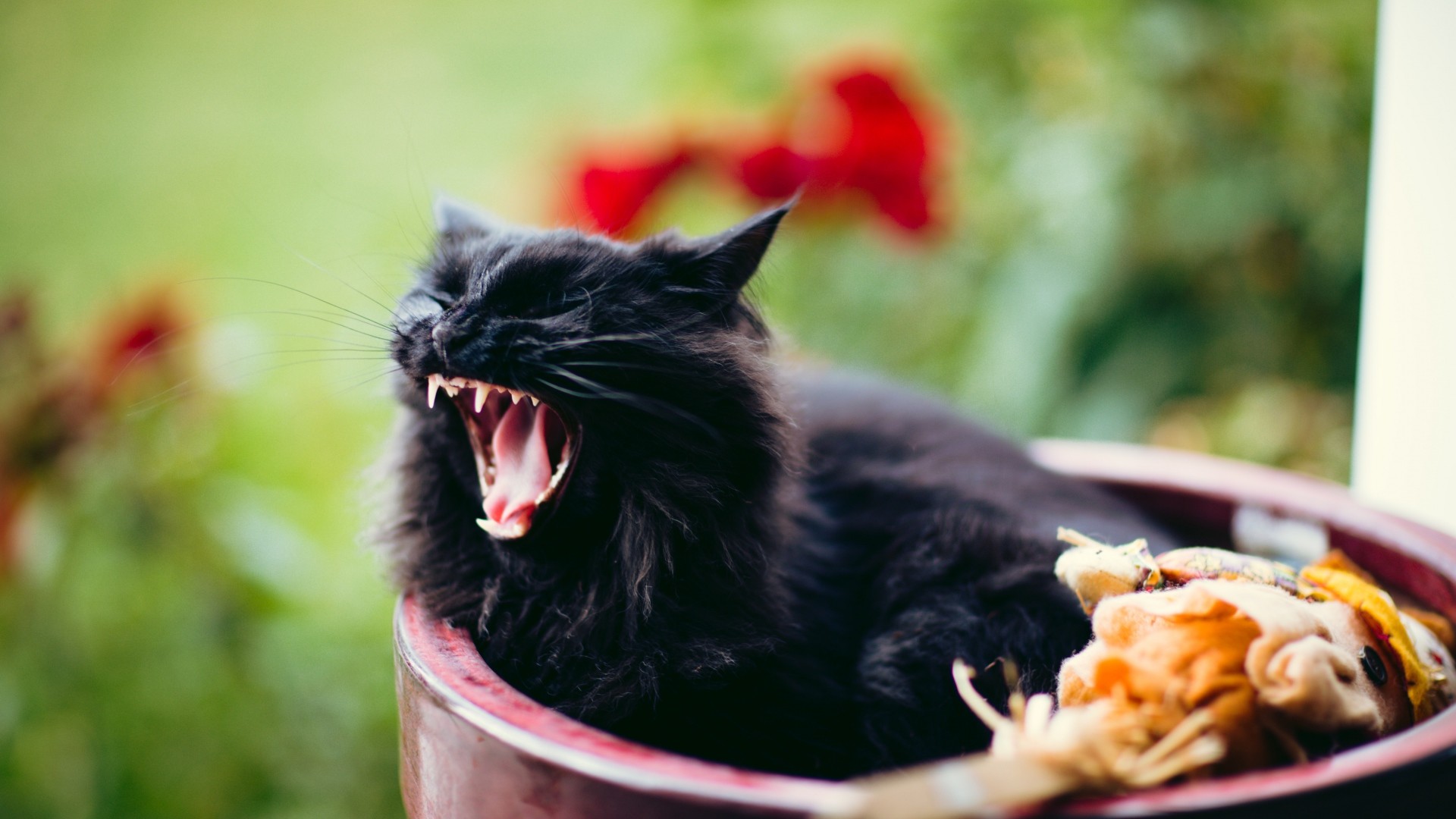 Wallpaper cat, grin, scream, black, furry