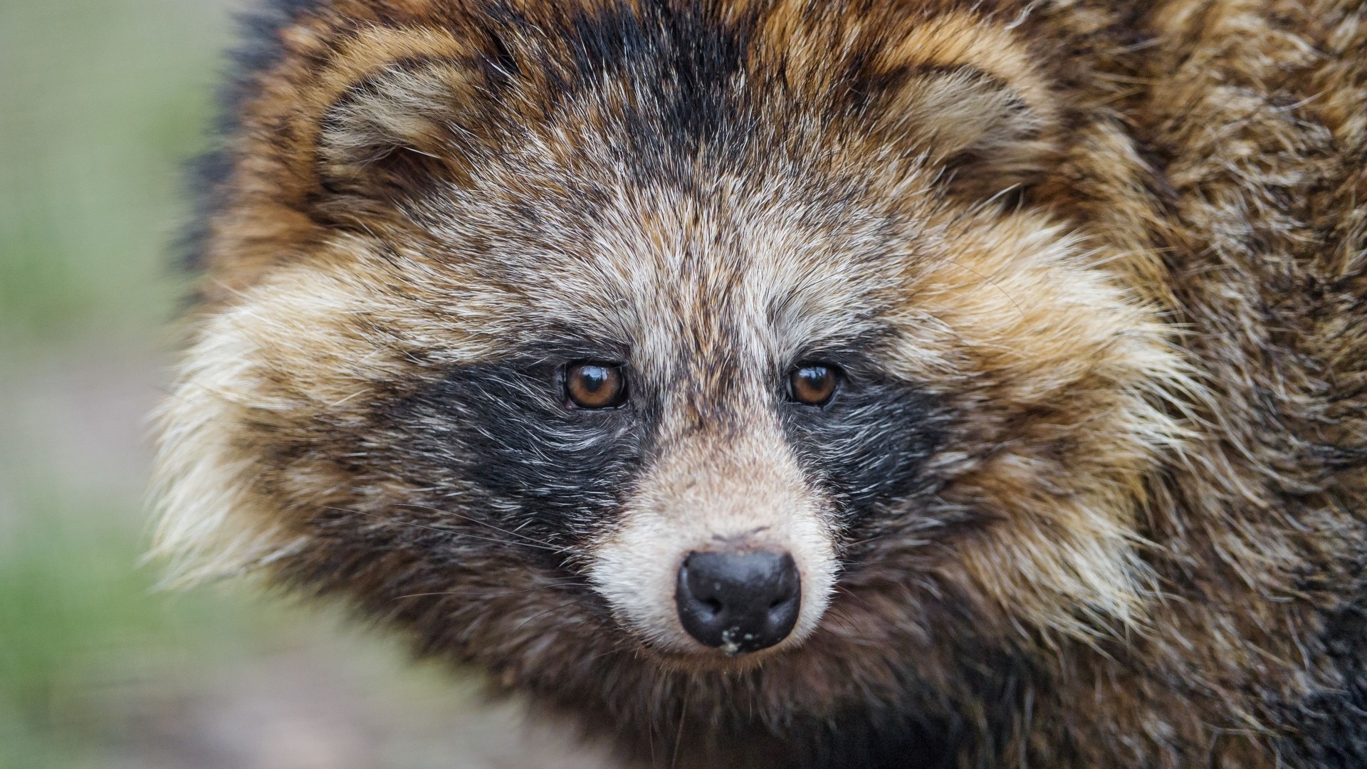 Preview wallpaper raccoon, snout, furry, mammal 1920×1080