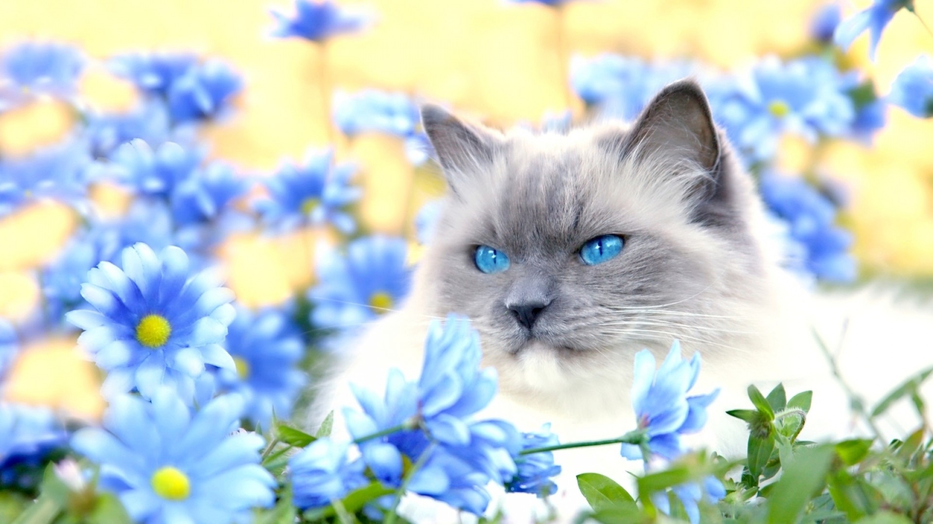Wallpaper cat, furry, blue, eyes, lie, flowers, grass