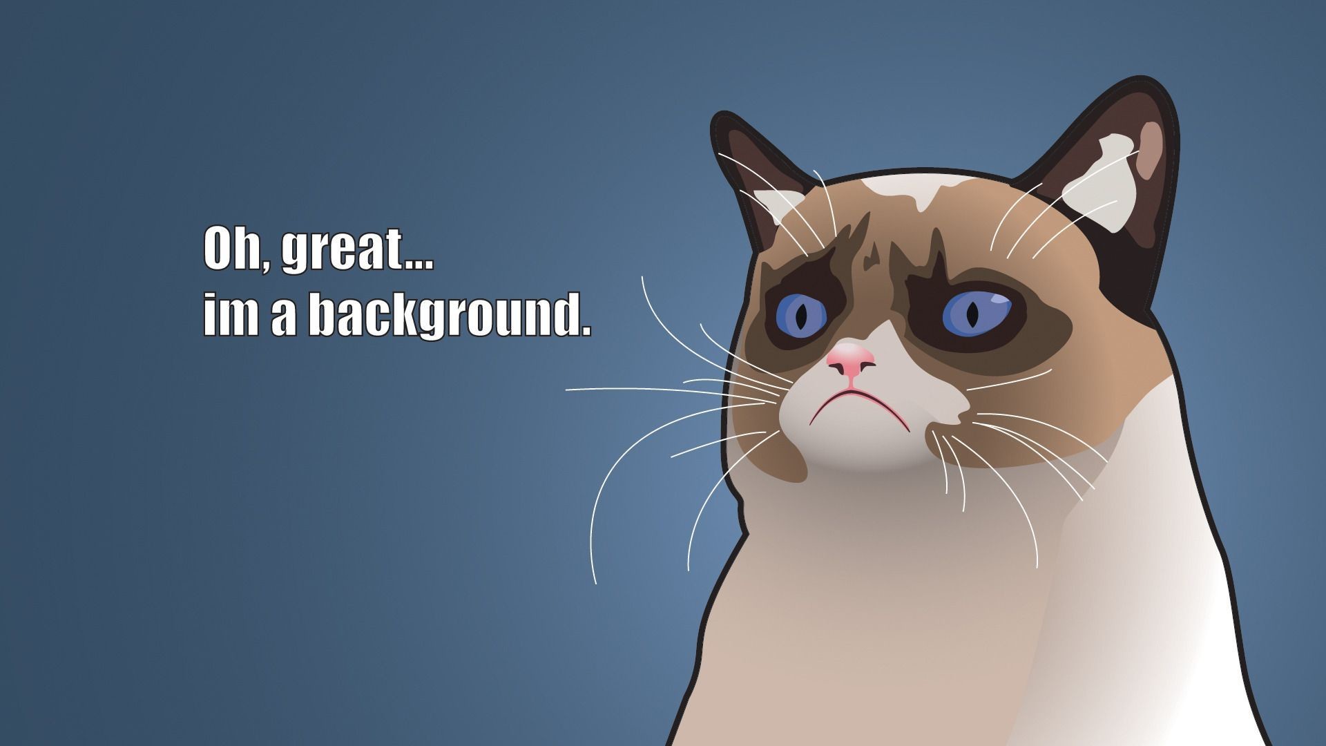 Angry Cat Funny Meme Wallpaper HD