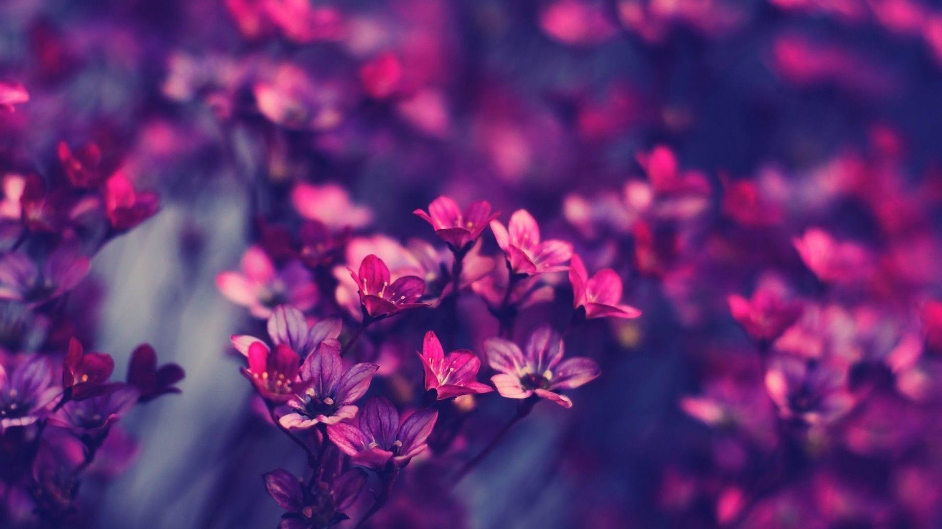 Hoa là biểu tượng của tình yêu, tình bạn và sự tươi mới. Hình nền hoa HD tràn đầy màu sắc và cuốn hút, mang đến cho bạn cảm giác thư giãn và an tâm khi lướt web hay làm việc.