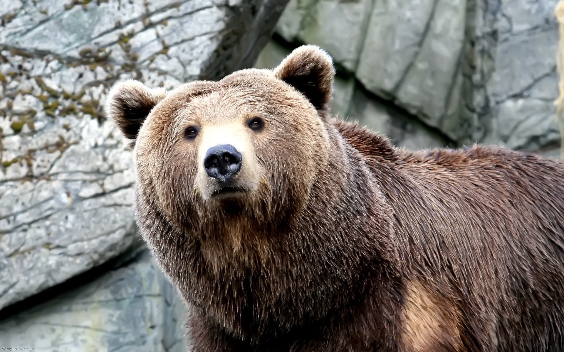 Filename Wet Brown Bear bear 1920×1200