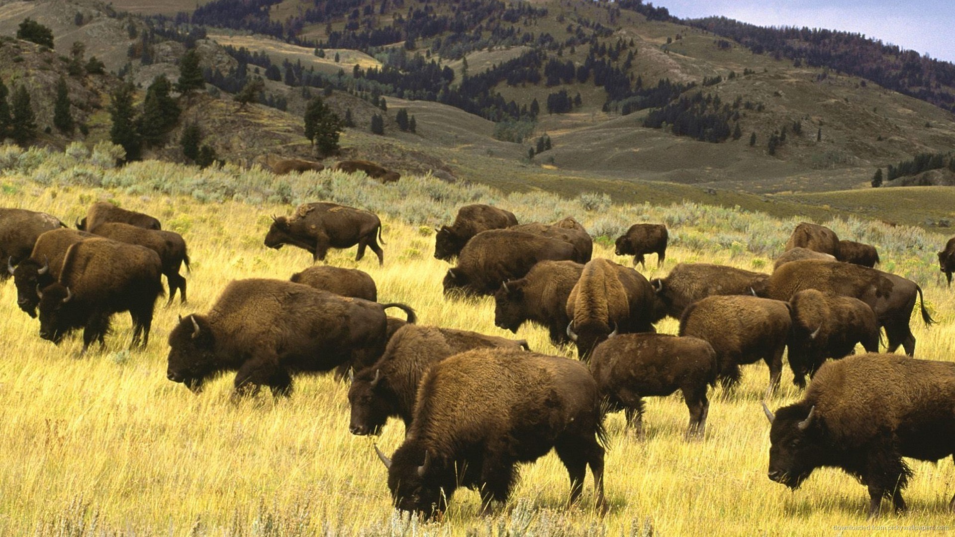 Bison Herd Desktop Wallpaper picture