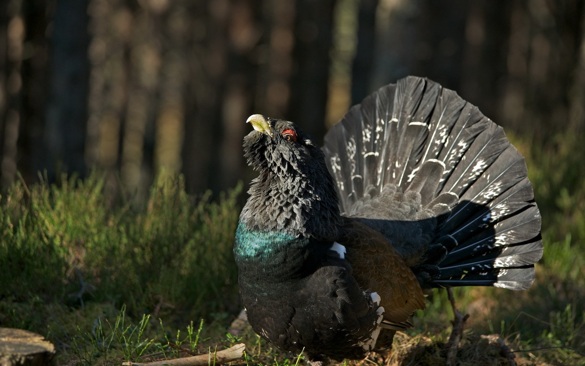 HD Wallpaper Background ID404659. Animal Western Capercaillie