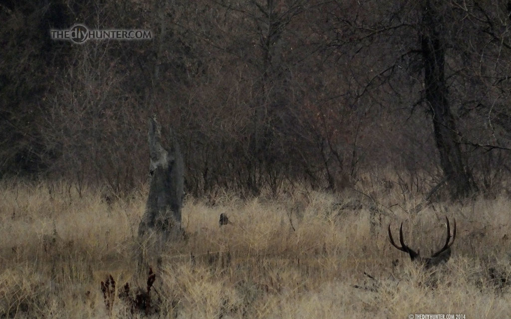 mule deer buck bedded in grass