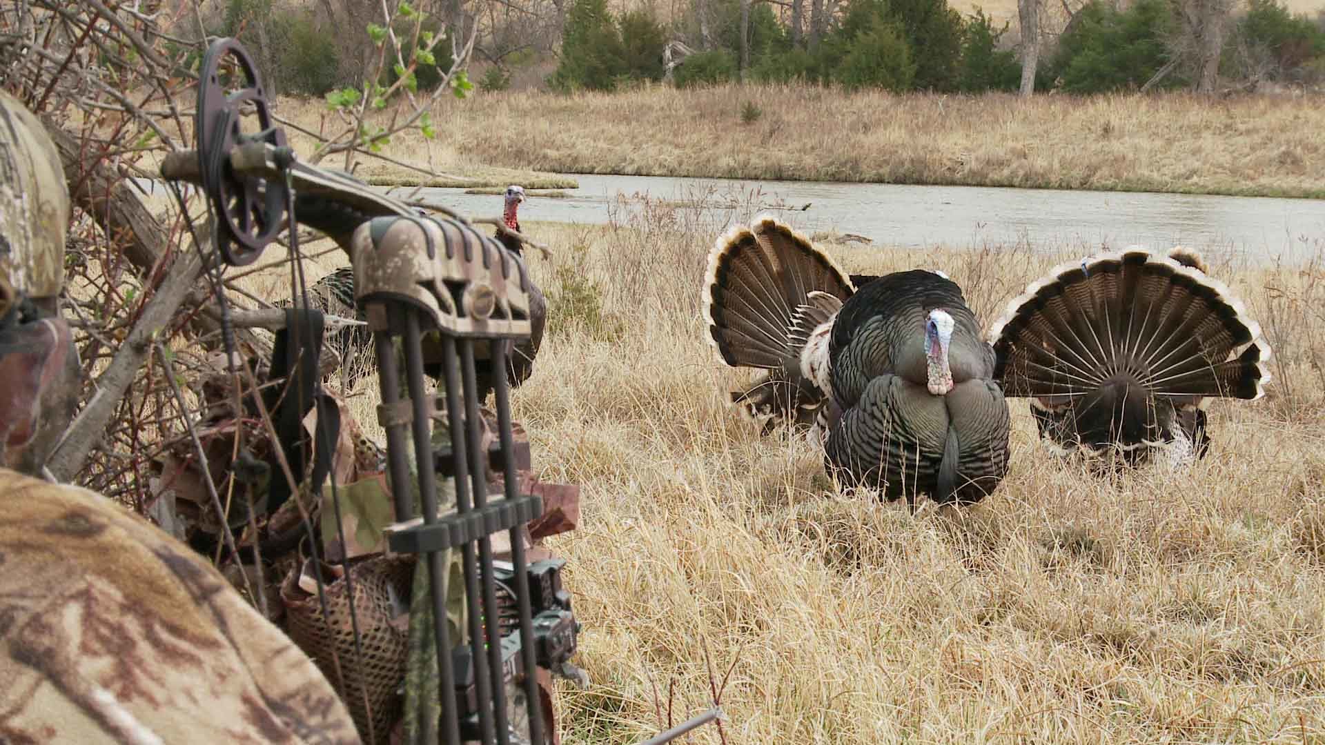 turkey hunting wallpapers wallpaperpulse; 15 yard files the closest bow  kill turkey ever filmed turkey …