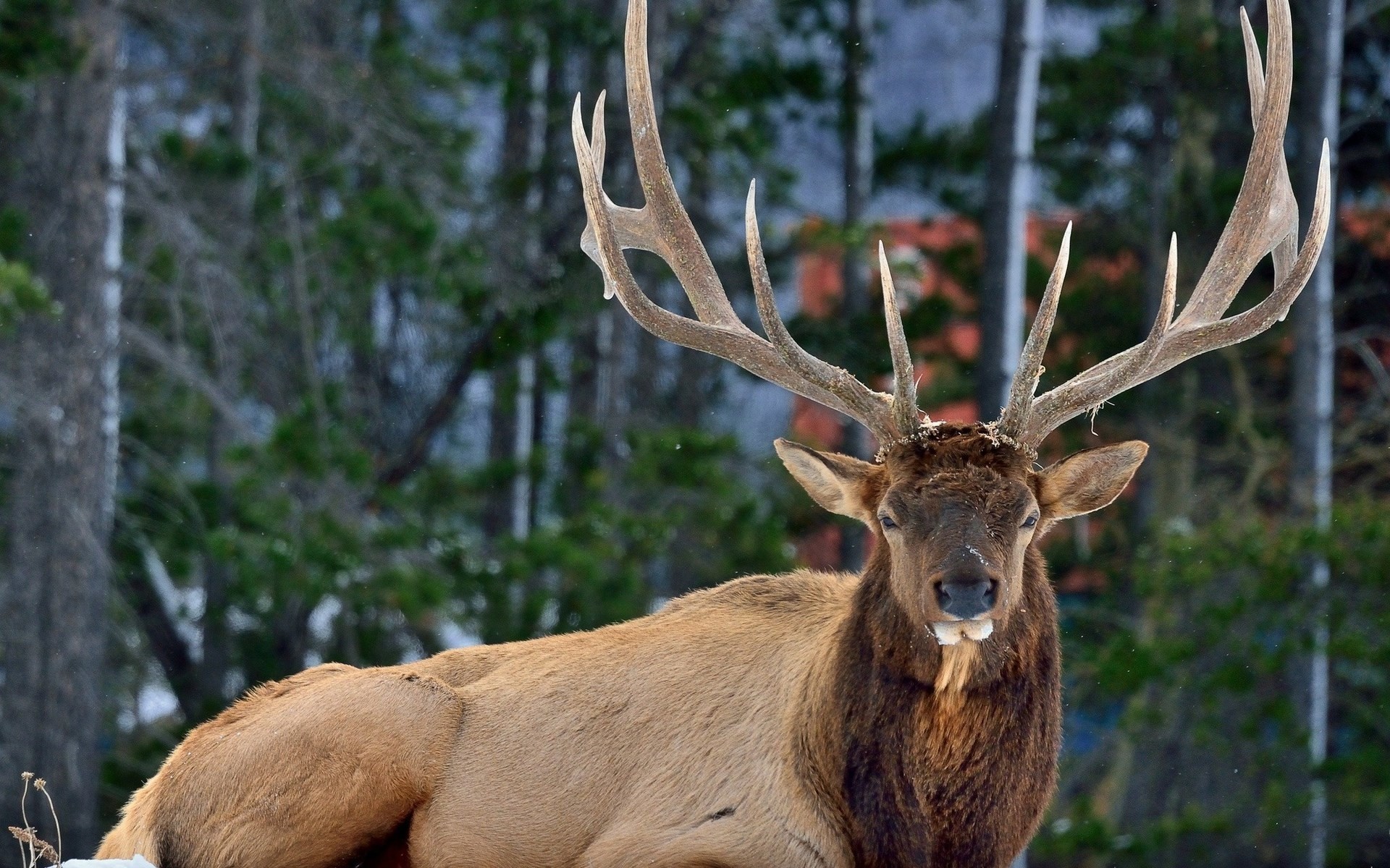 #7079, deer category – free download pictures of deer Â· Deer WallpaperElk  HuntingWinter …