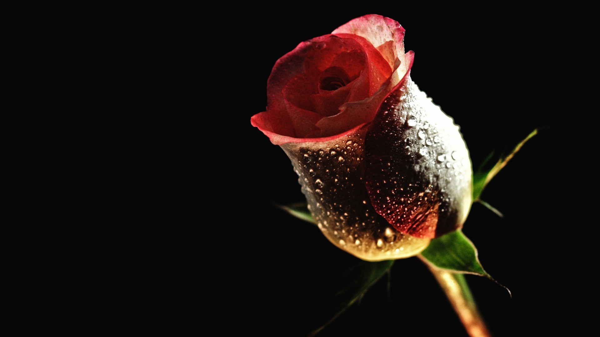 Imagini cu trandafiri Rose Flower Wallpaper red rose