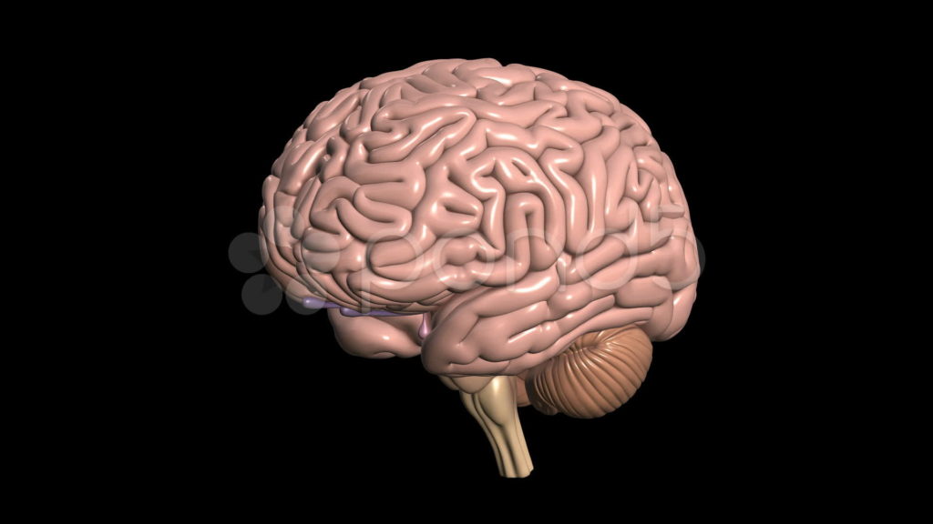Brain model. Макет мозга. Макет мозга человека. Маркет человечиского мозго.