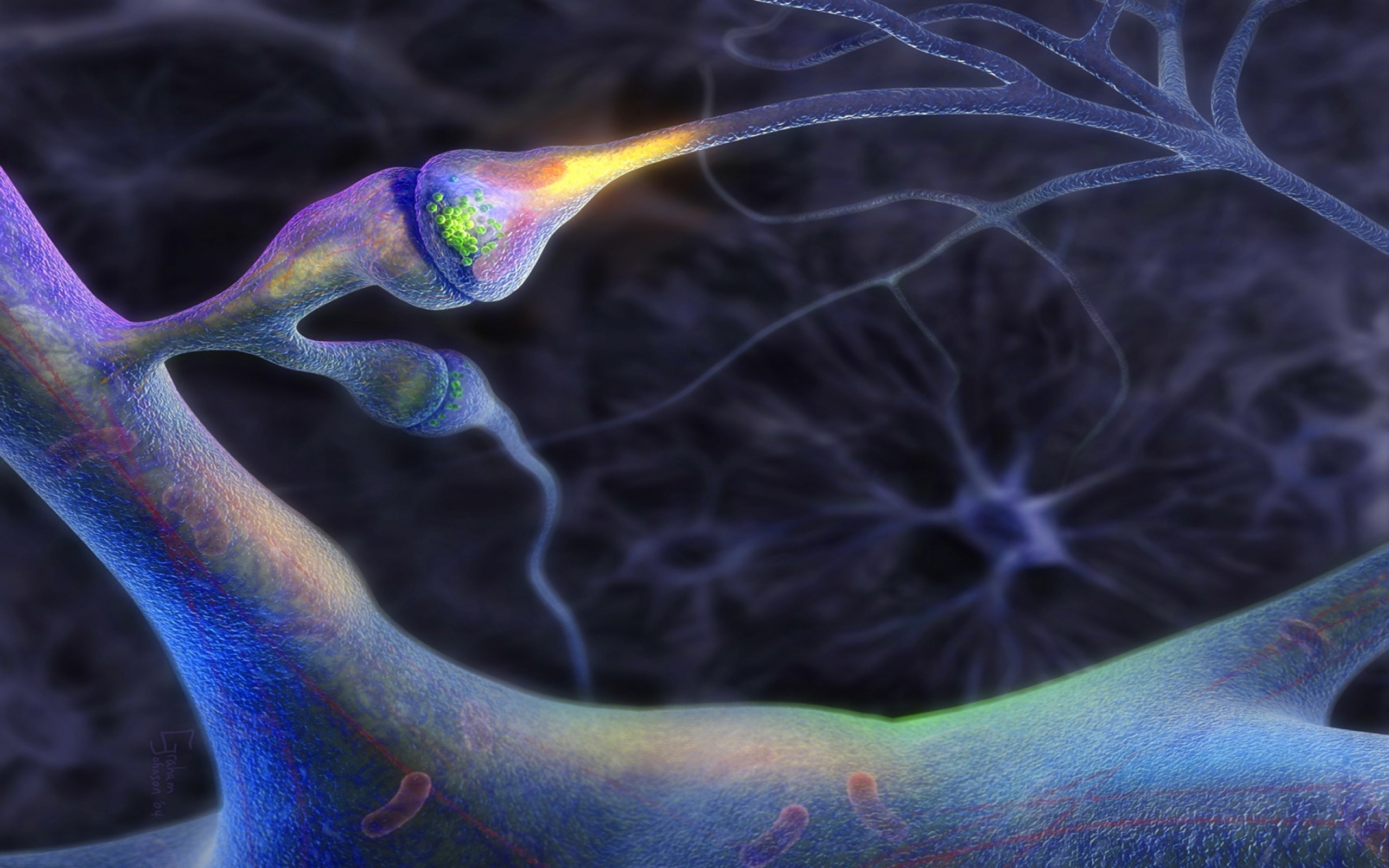 Brain neurons nerves 1920×1200 wallpaper Art HD Wallpaper