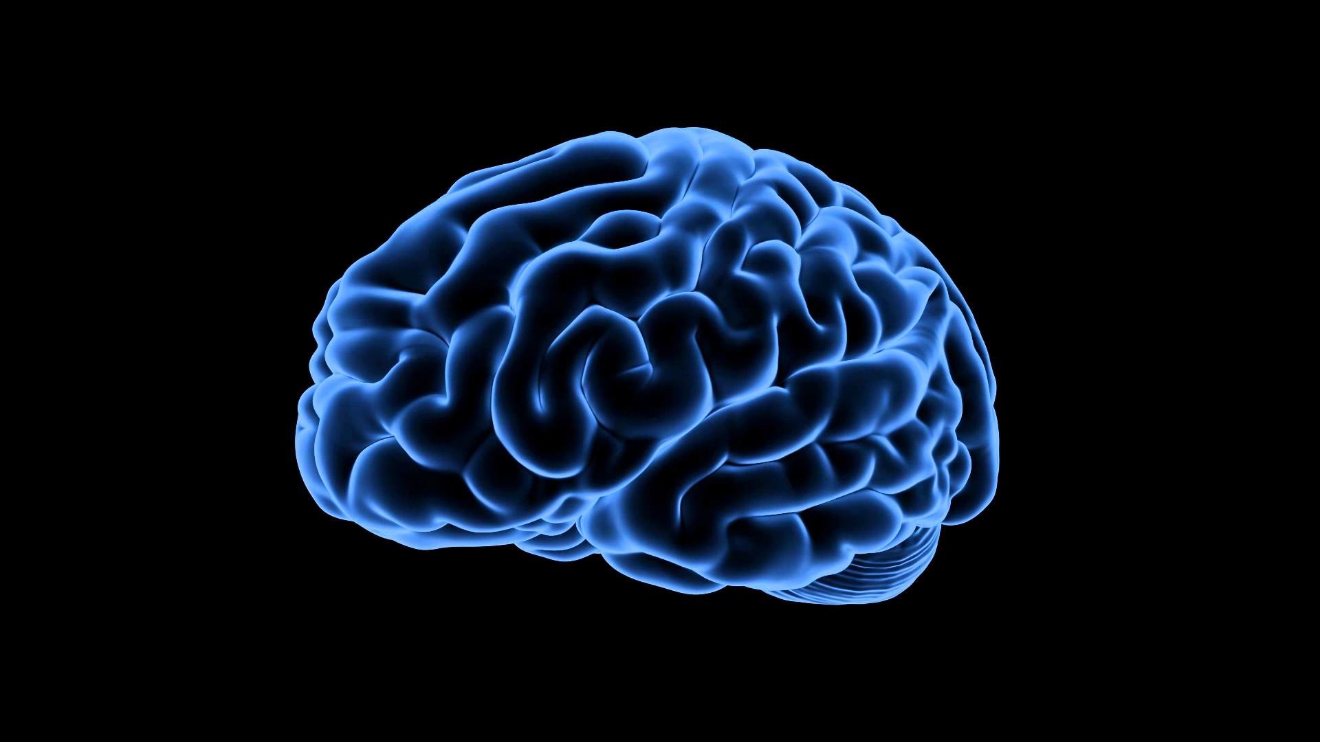 Royalty Free Medical Human Brain HD Footage – Brain ( Blue)360 Degree View  – YouTube
