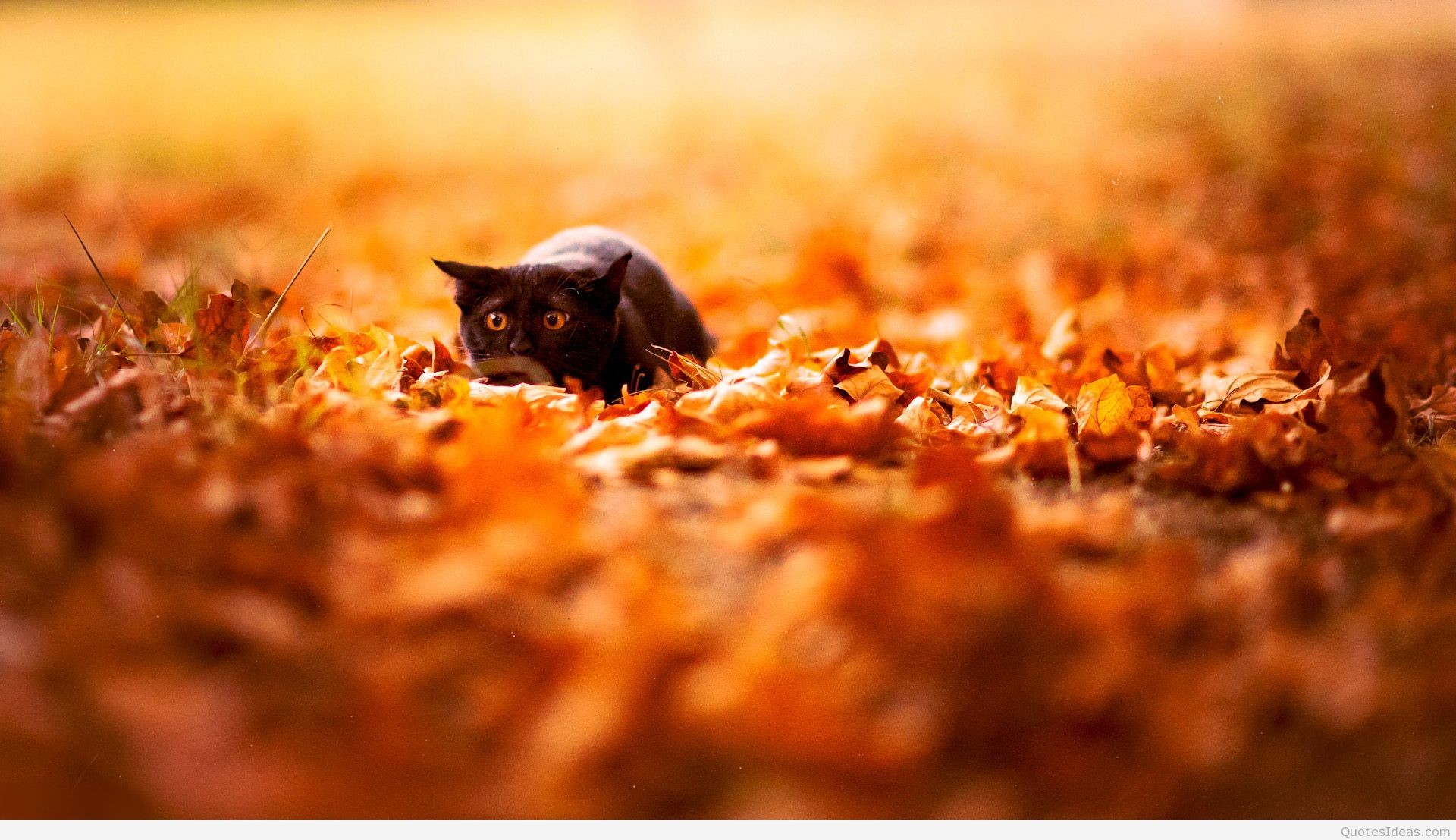 Keywords Cute Fall Wallpaper Backgrounds and Tags 19201107