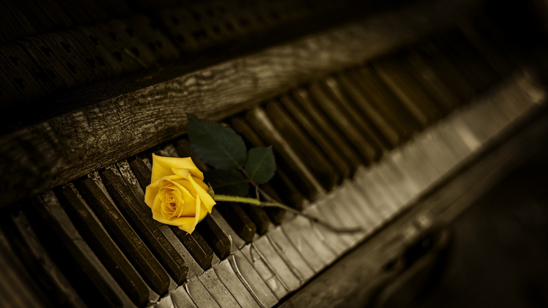 Preview wallpaper piano, rose, keys 1920×1080