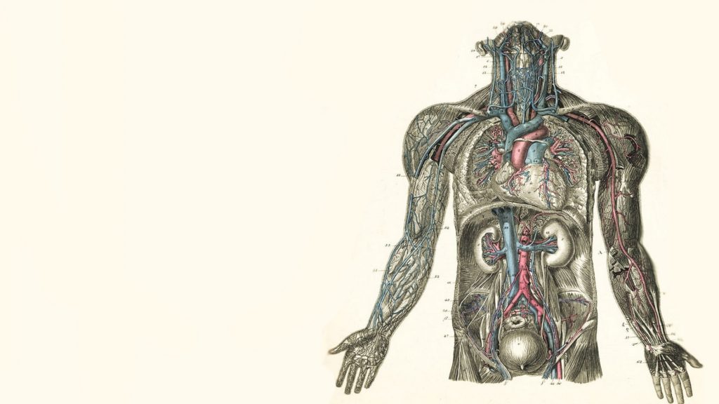 58+ Anatomy Wallpaper HD