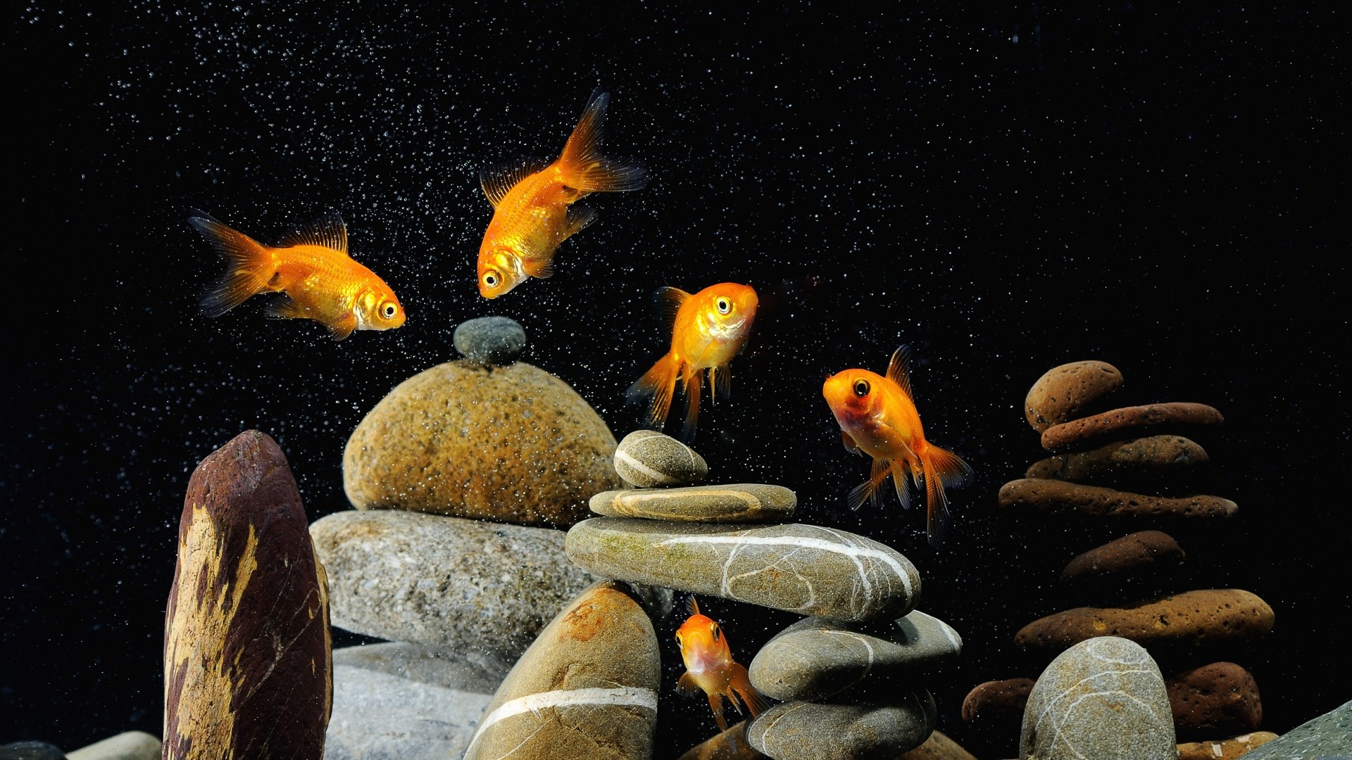 Preview wallpaper fish, aquarium, rocks, black background 1920×1080