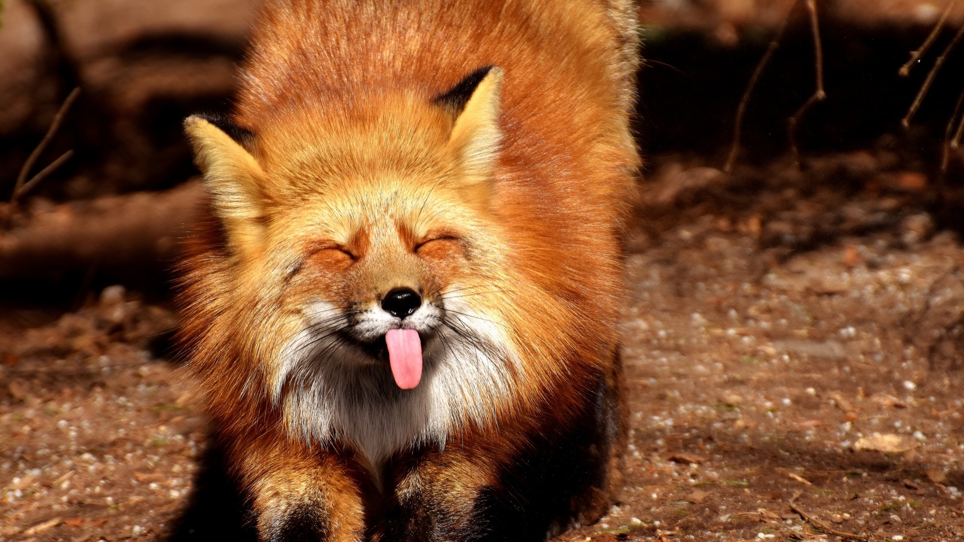 Preview wallpaper fox, funny, protruding tongue 1920×1080