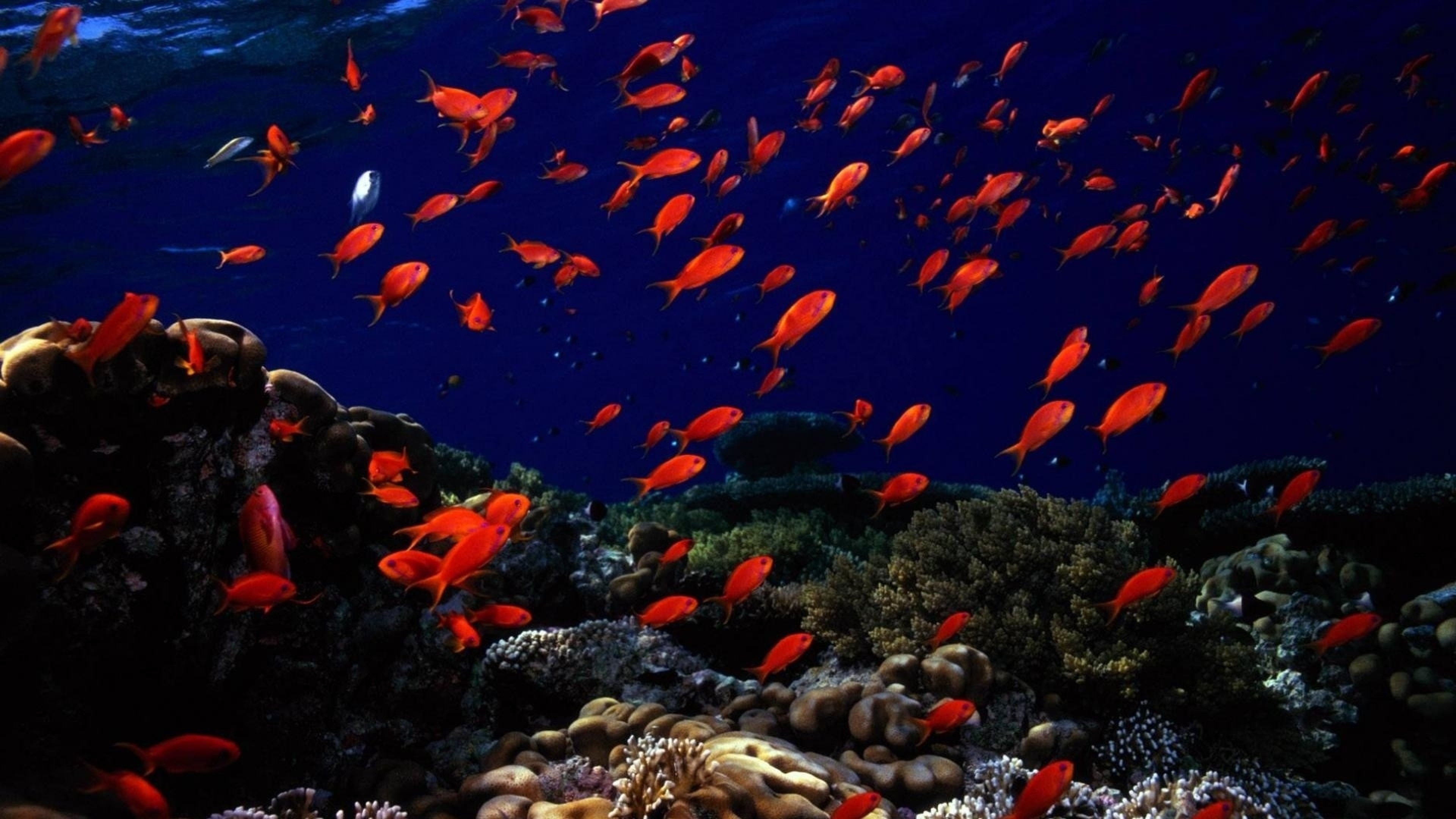 Preview wallpaper underwater, fish, sea bottom 3840×2160