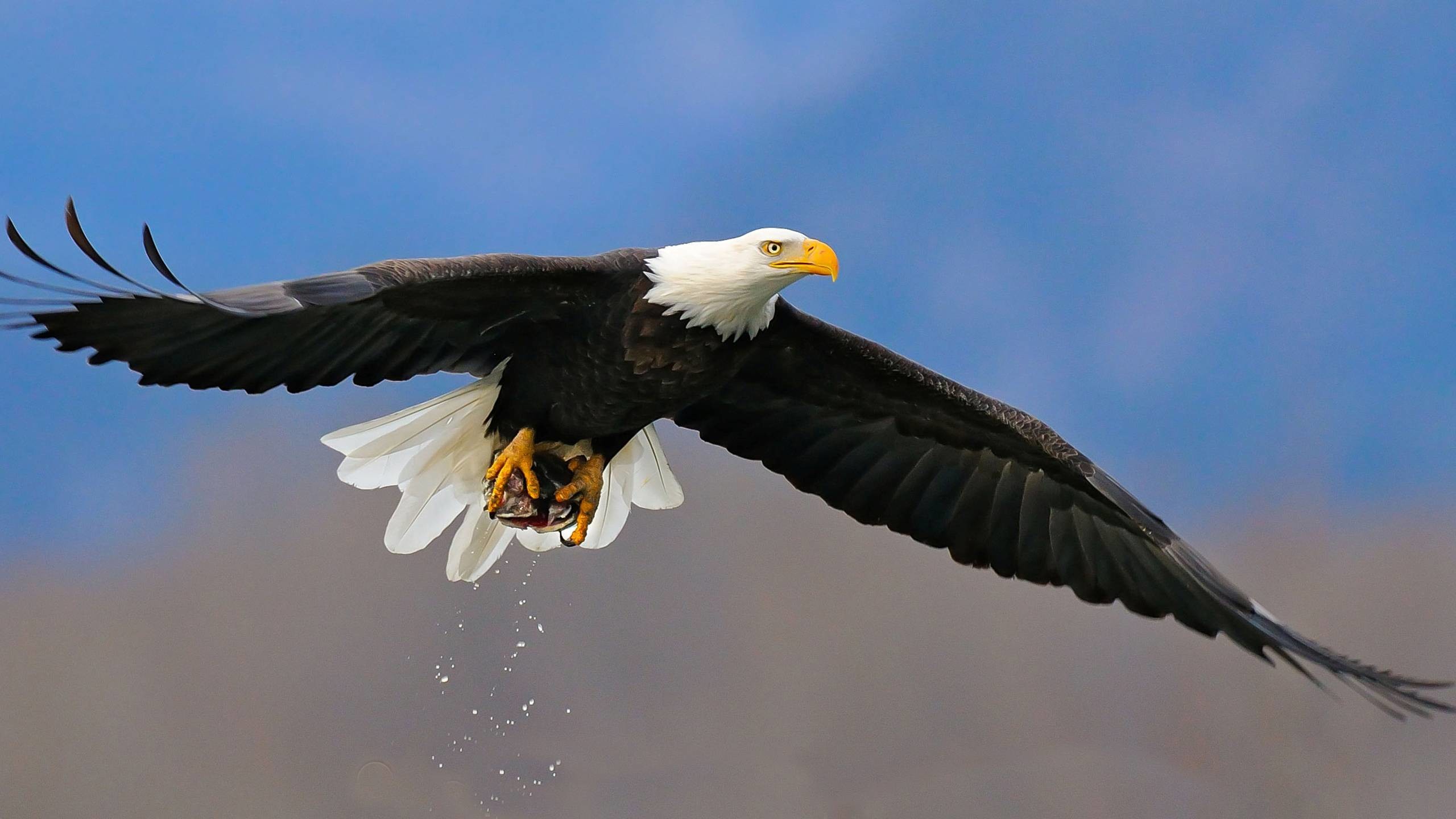 Animal Bald Eagle Wallpaper px Free Download