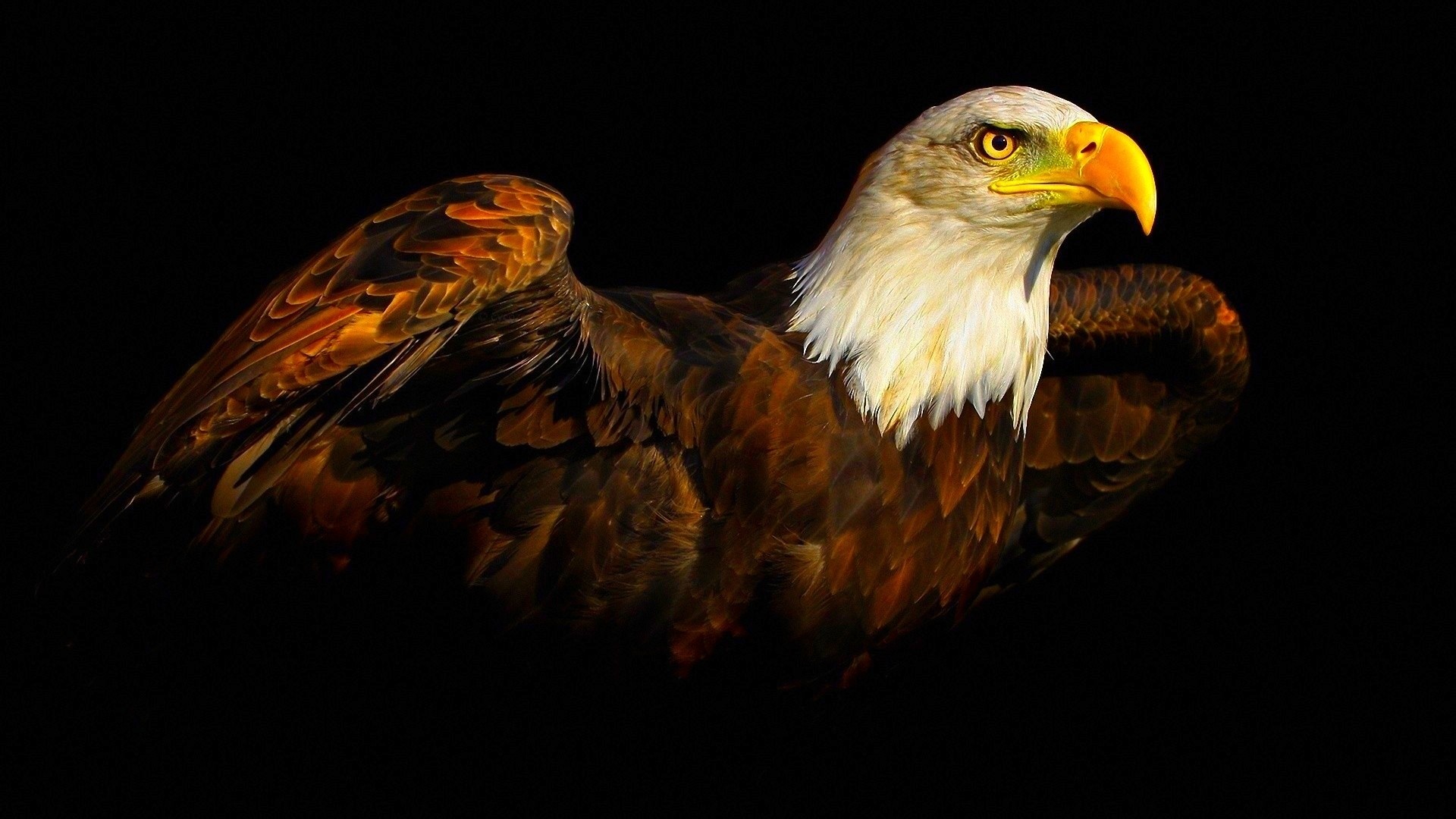 Eagle Wallpapers Free Download