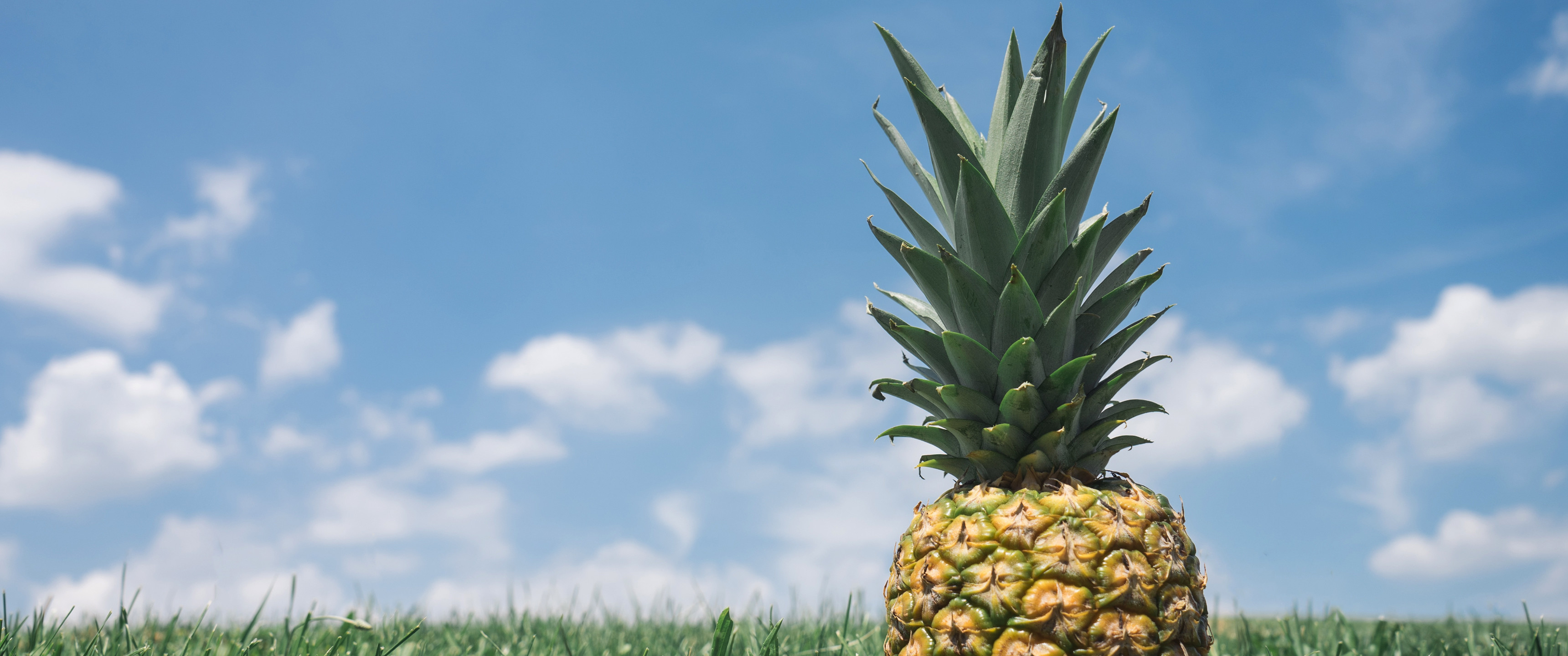 21:9 Ultrawide HD Wallpaper (3440×1440) – Sunbathin' Pineapple