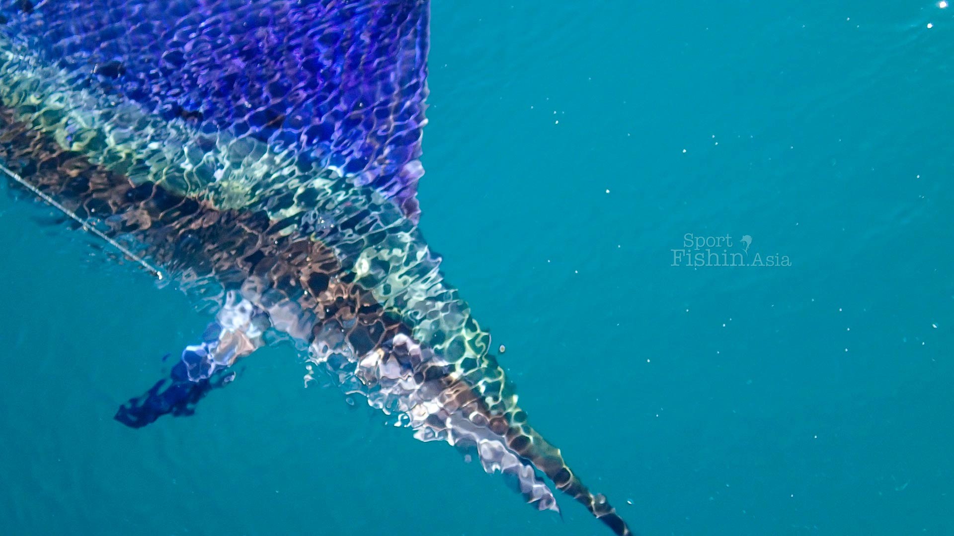 sailfish-underwater