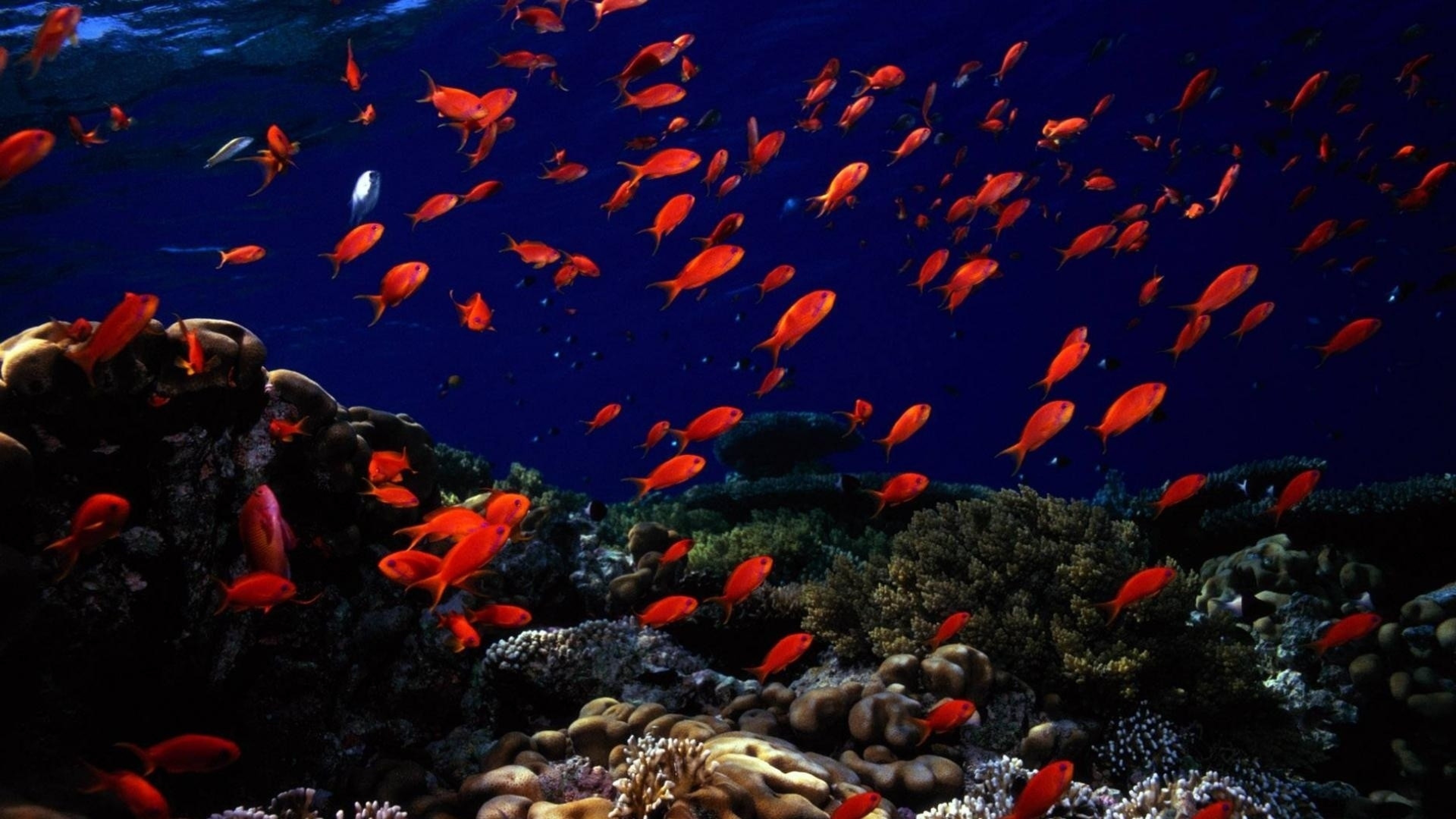Background 4K Ultra HD. Wallpaper underwater, fish, sea bottom