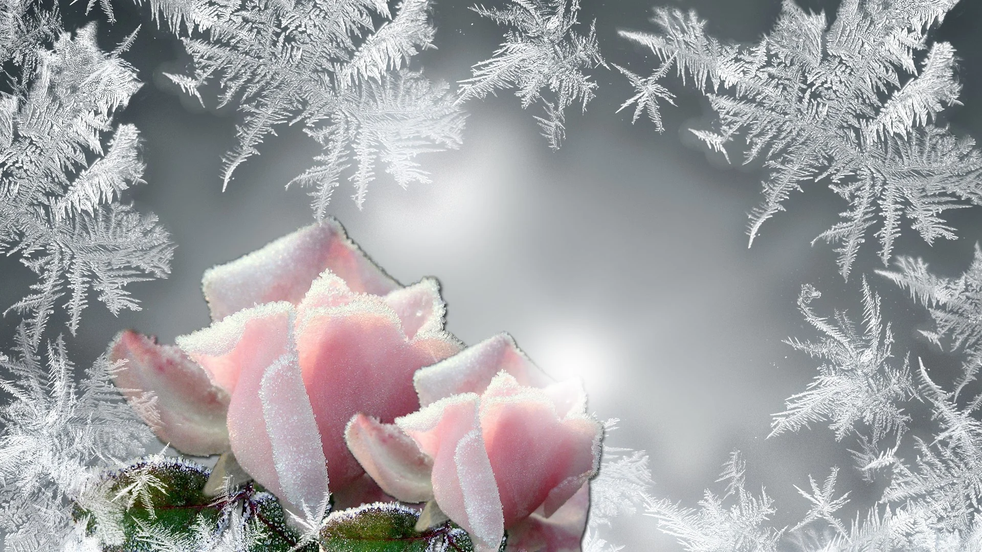 Persona Rose Roses Glow Cold Frozen Frost Bright Firefox Pink Winter Freeze  Silver Flower Wallpaper Backgrounds Hd – 1920×1080