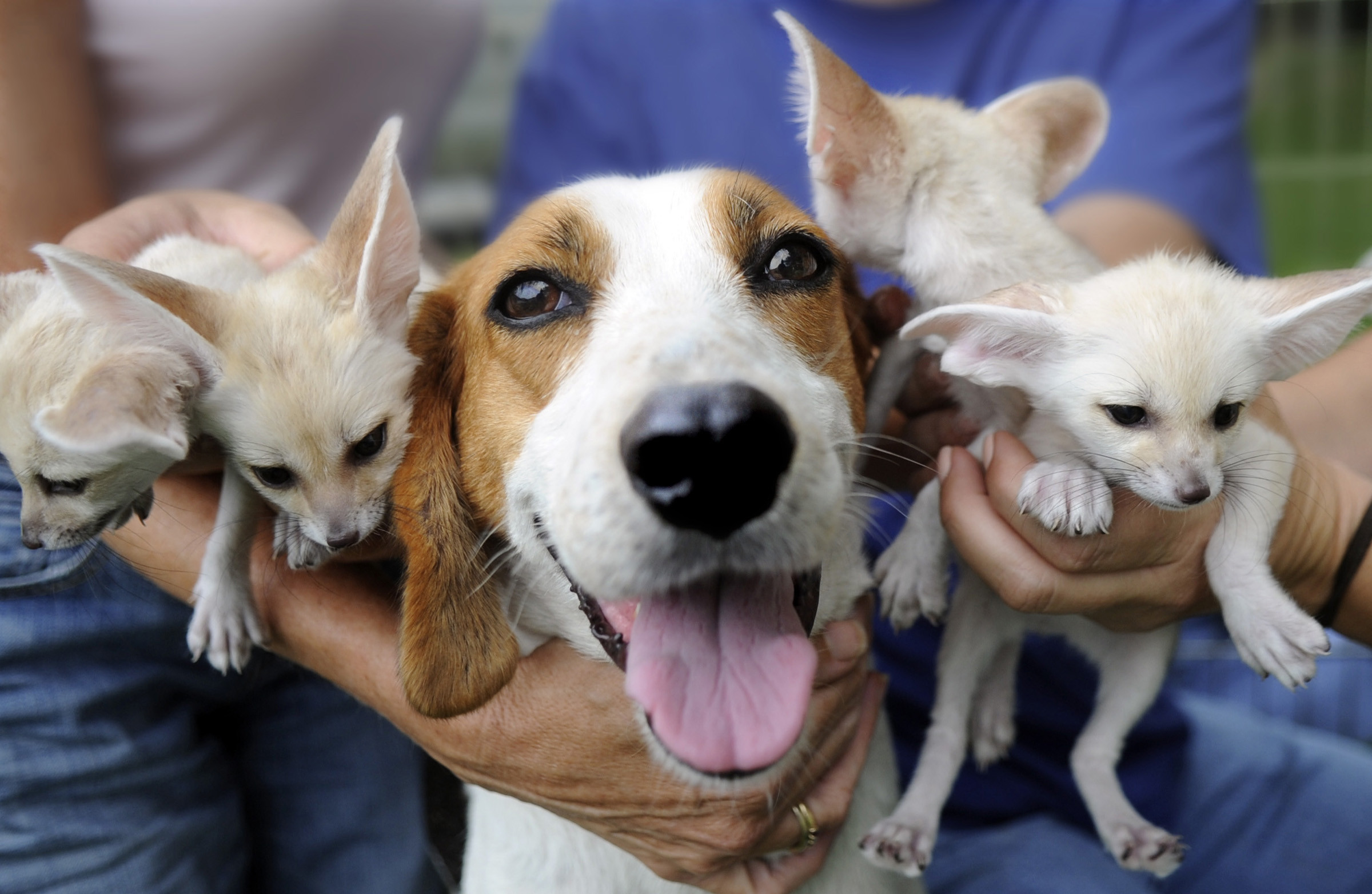 American Foxhound with puppies photo