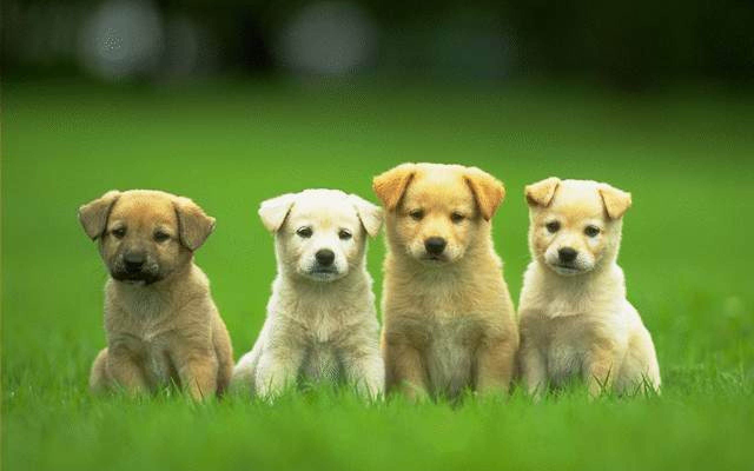 Four Cute Puppy Dog Wallpaper HD Wallpaper Backgrounds Tumblr .