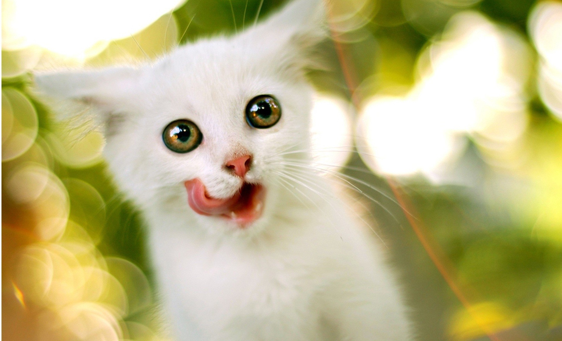 Cute White Cat Wallpapers | HD Wallpaper