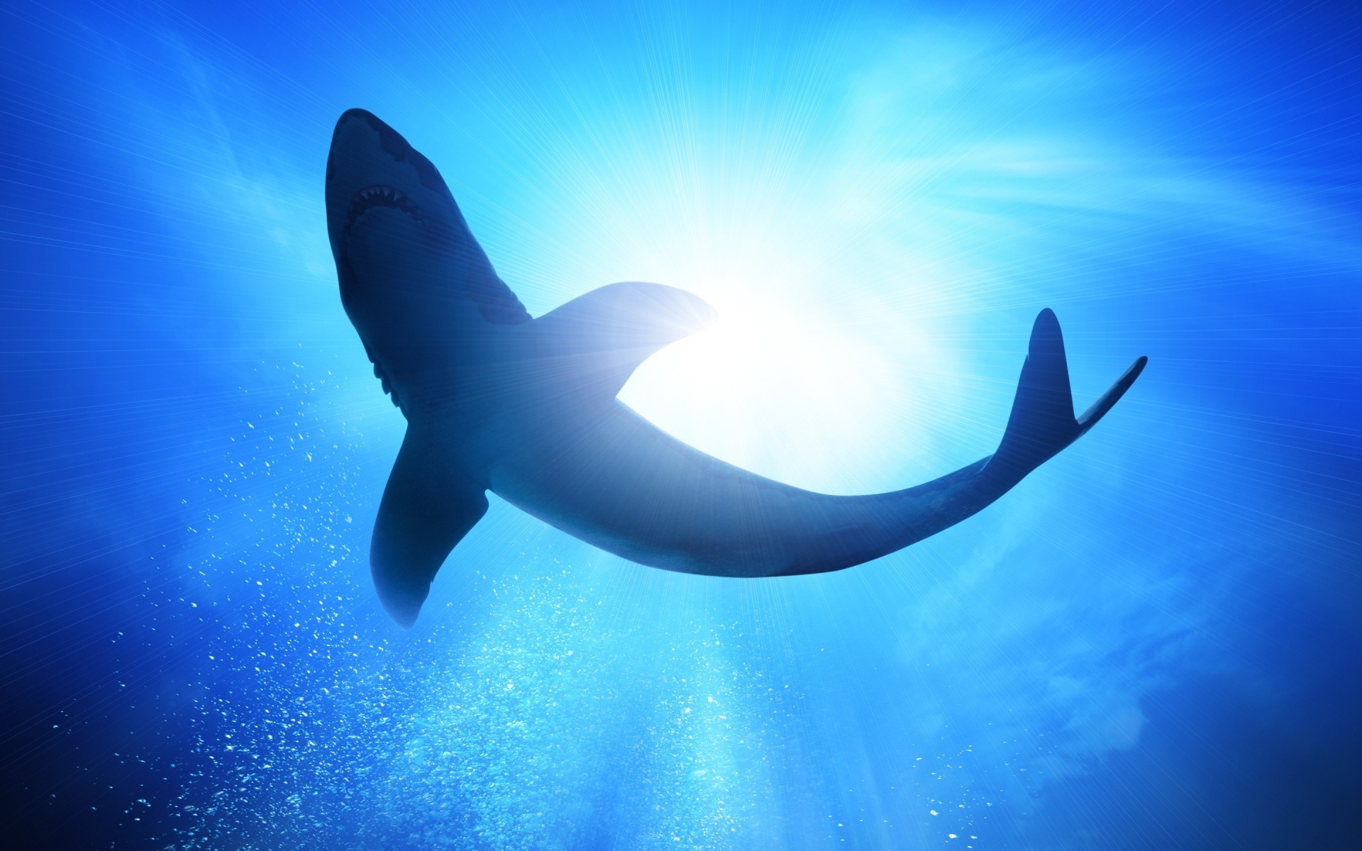 Ultra HD shark underwater 19201200