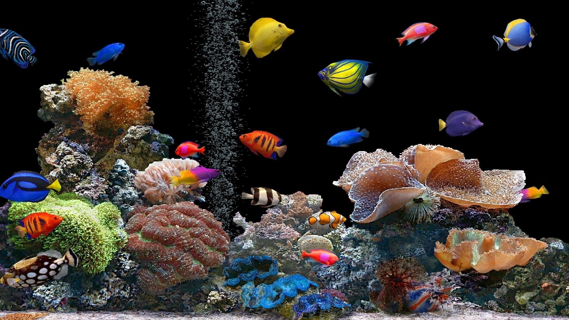Preview wallpaper fish, underwater, colorful, coral 1920×1080