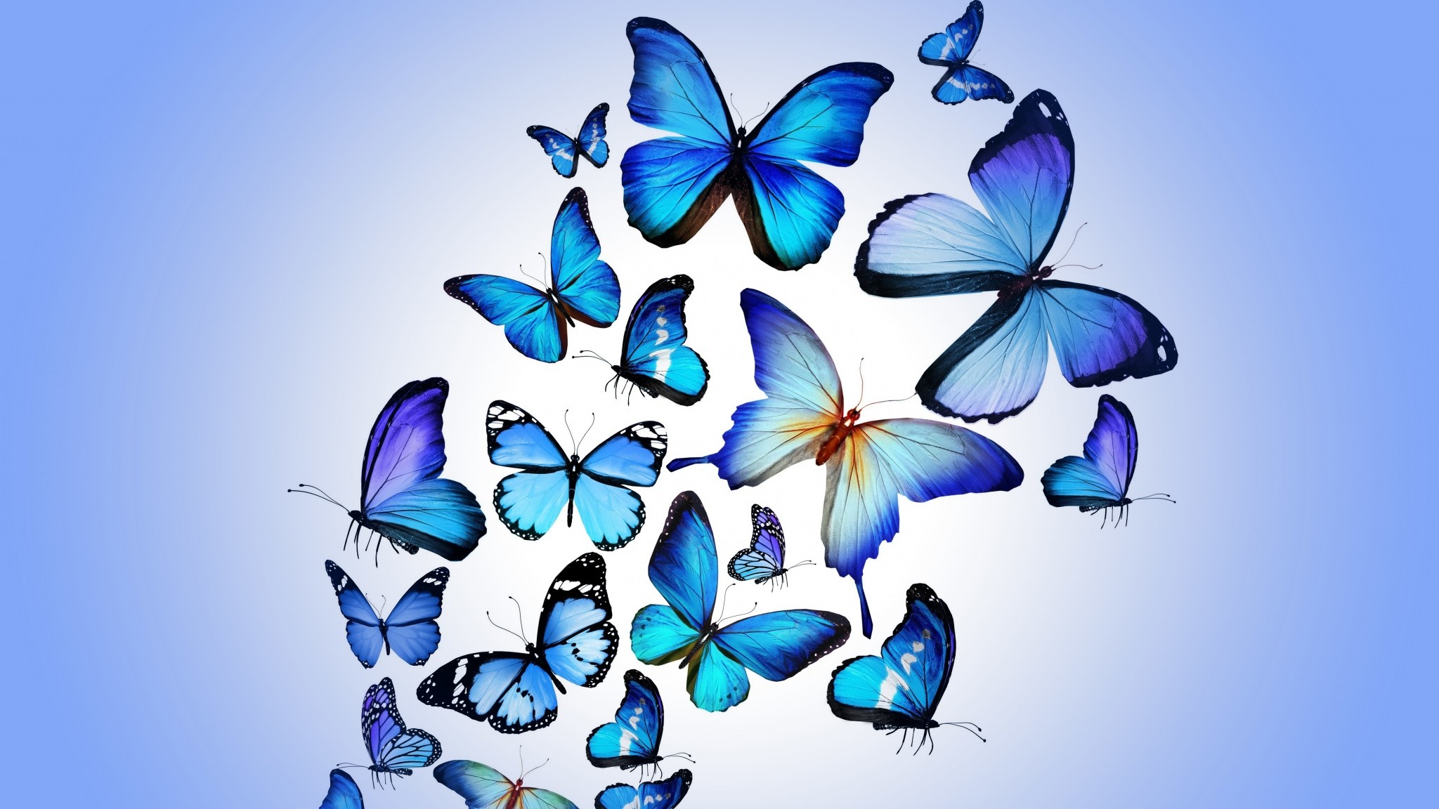 Tìm kiếm: Hình nền bướm cổ điển - Nếu bạn là người yêu thích phong cách cổ điển, chắc chắn bạn sẽ không thể bỏ qua bộ sưu tập hình nền bướm cổ điển này. Được thiết kế với những họa tiết tinh tế và màu sắc trang nhã, bức hình này sẽ khiến cho máy tính của bạn trở nên đẹp hơn bao giờ hết.