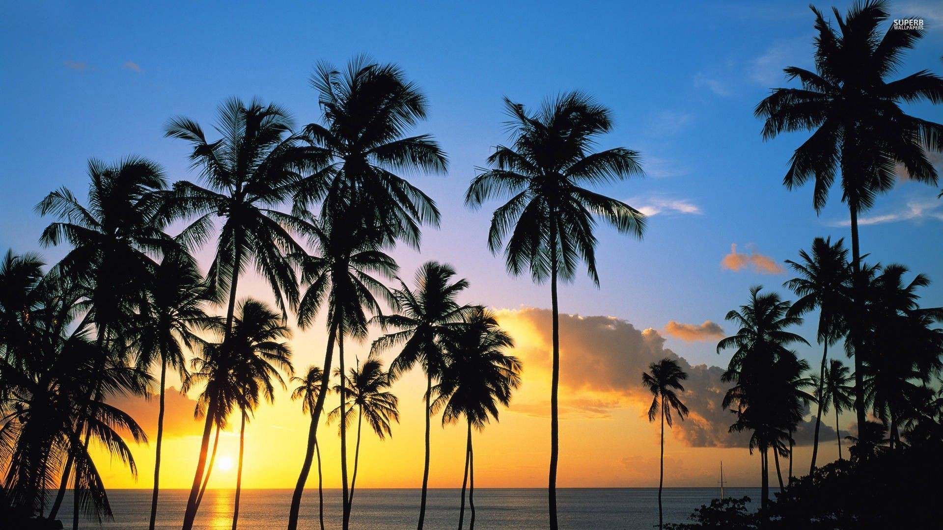 Palm tree silhouettes in the sunset wallpaper – Beach wallpapers