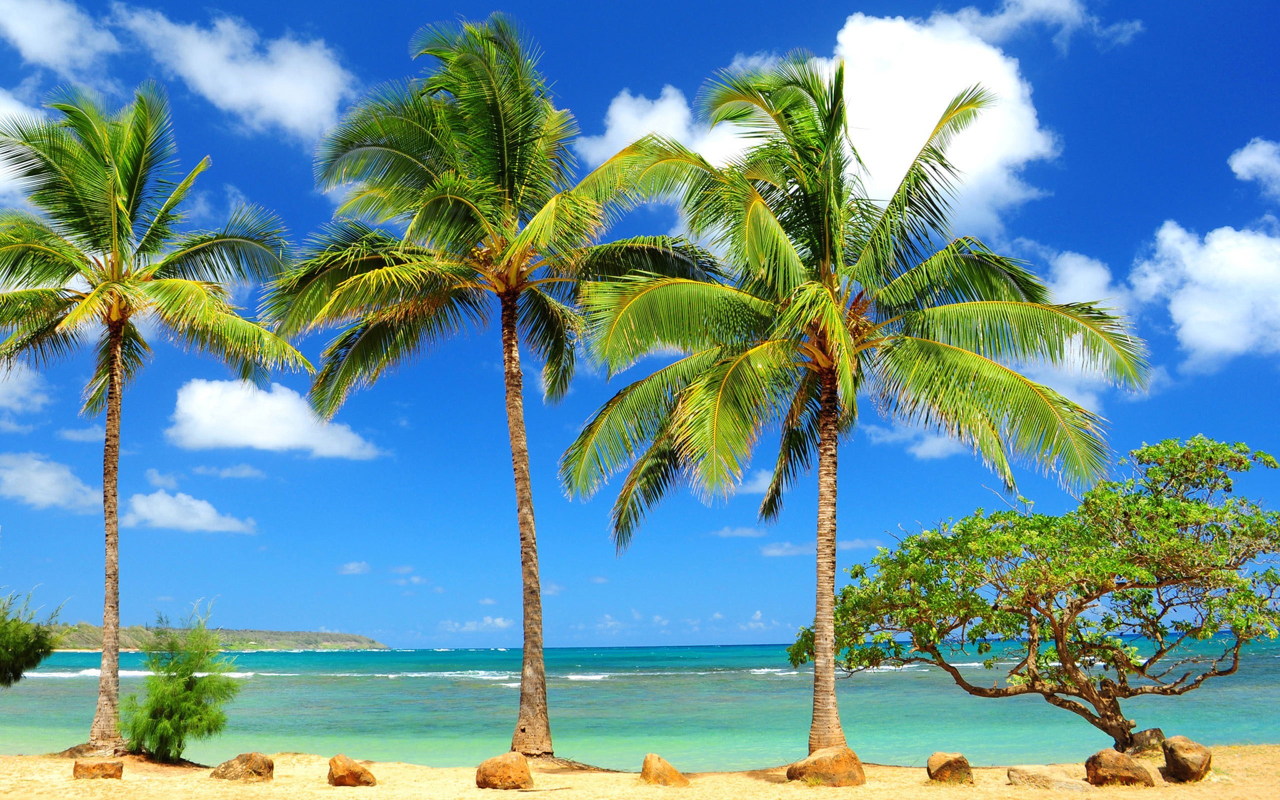 Hawaii Beach Palm Trees