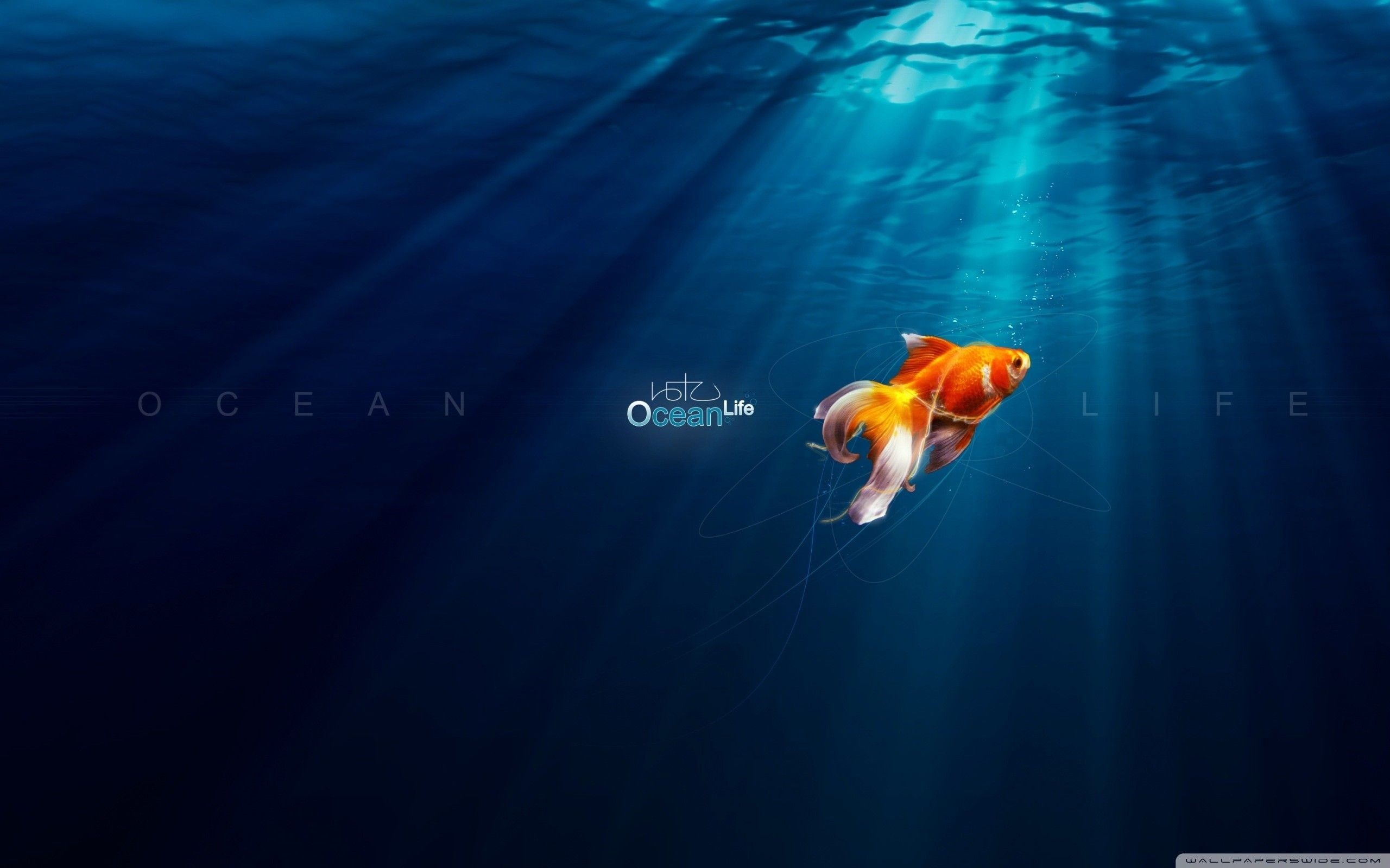 Ocean Life – New HD Wallpapers