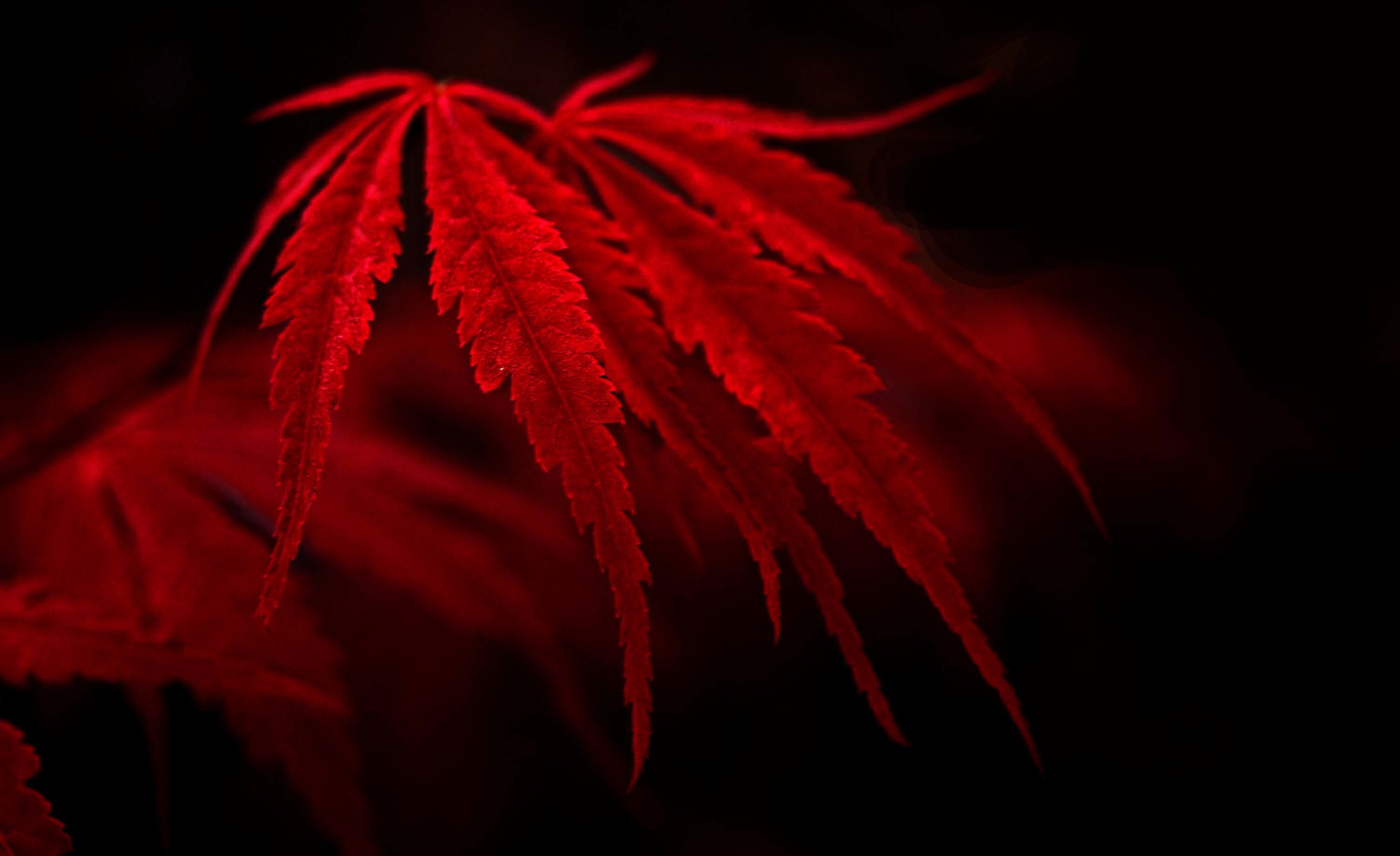 red leaves black background