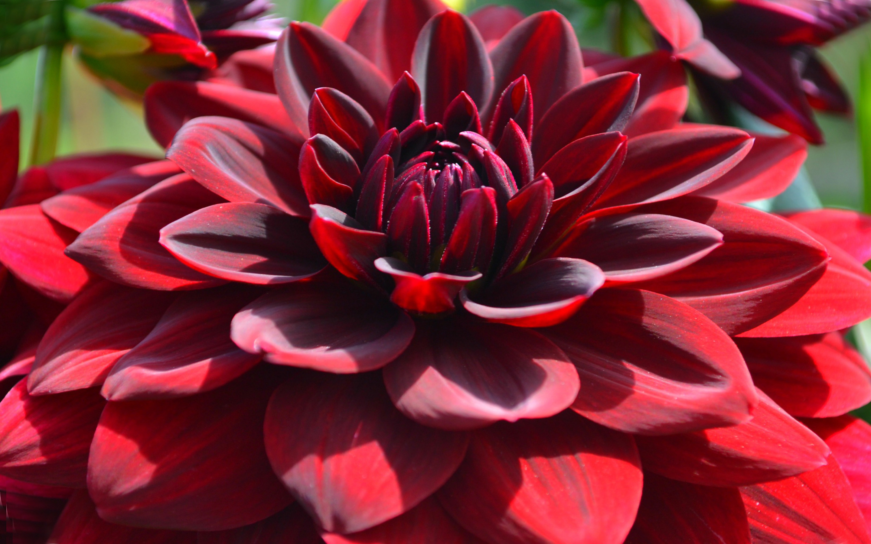 Download Red Dahlia Macro Flowers Desktop Hd Wallpapers For Mobile Phones And Computer 28801800