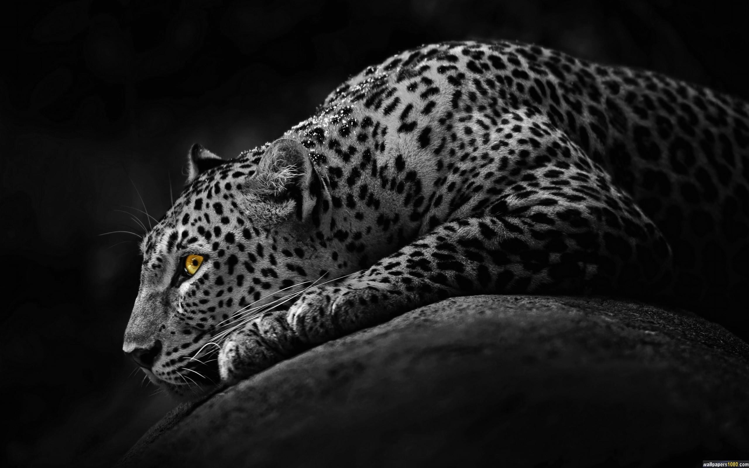Download Black Dark Jaguar Windows 10 Wallpaper 1080p Wallpapers, Hd .