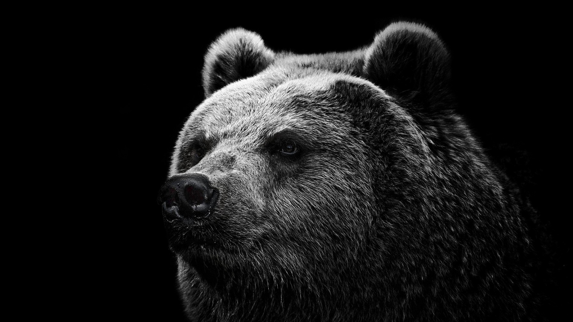 Attractive Bear Grizzly Bear Eyes Nose Download Hd Wallpaper Image Wallpaper