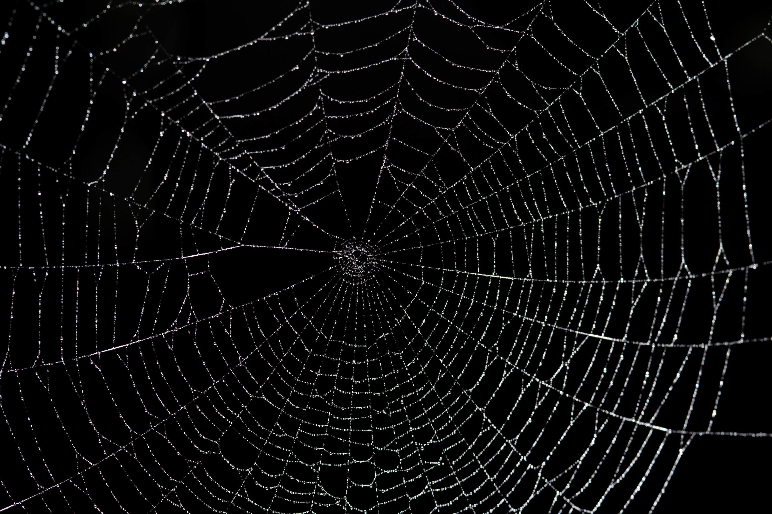 Large spider web 8147 Stockarch