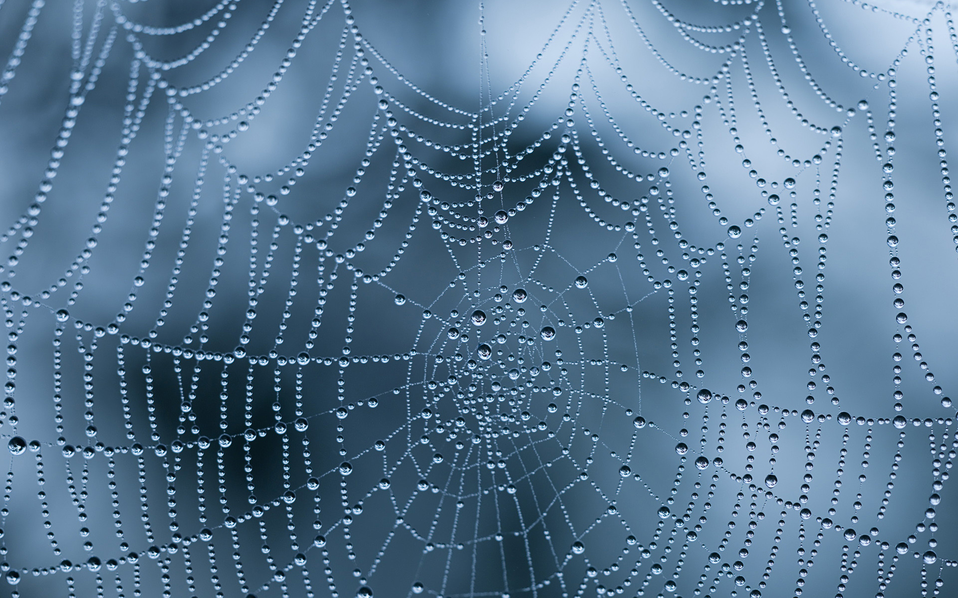 21 Excellent HD Spider Web Wallpapers