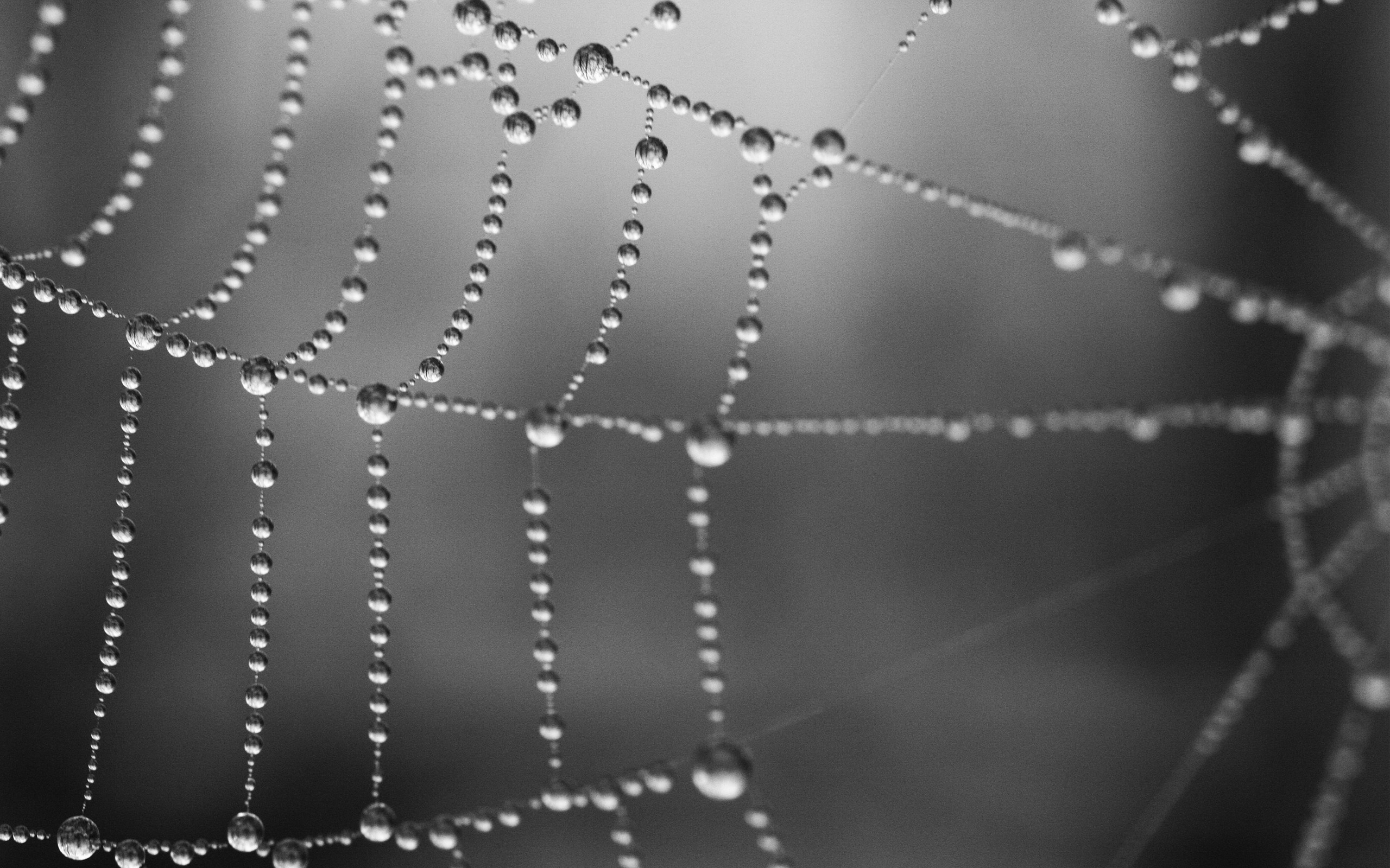 Free Spider Web Wallpaper 41569