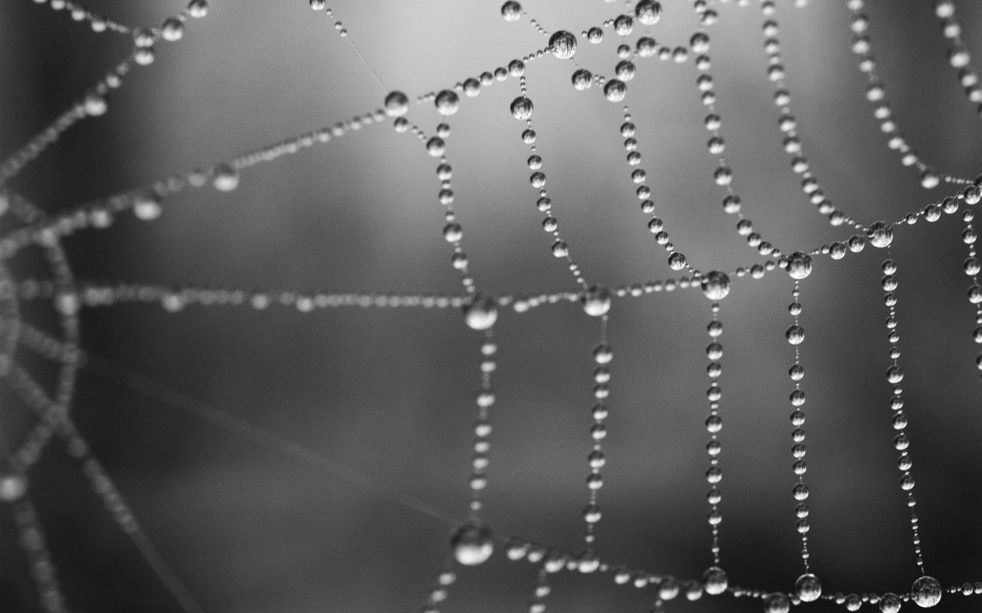 Spider Web Wallpaper