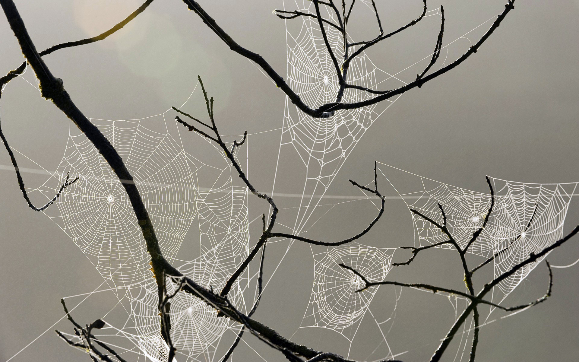 Spiderweb webs insects drops dew macro wallpaper