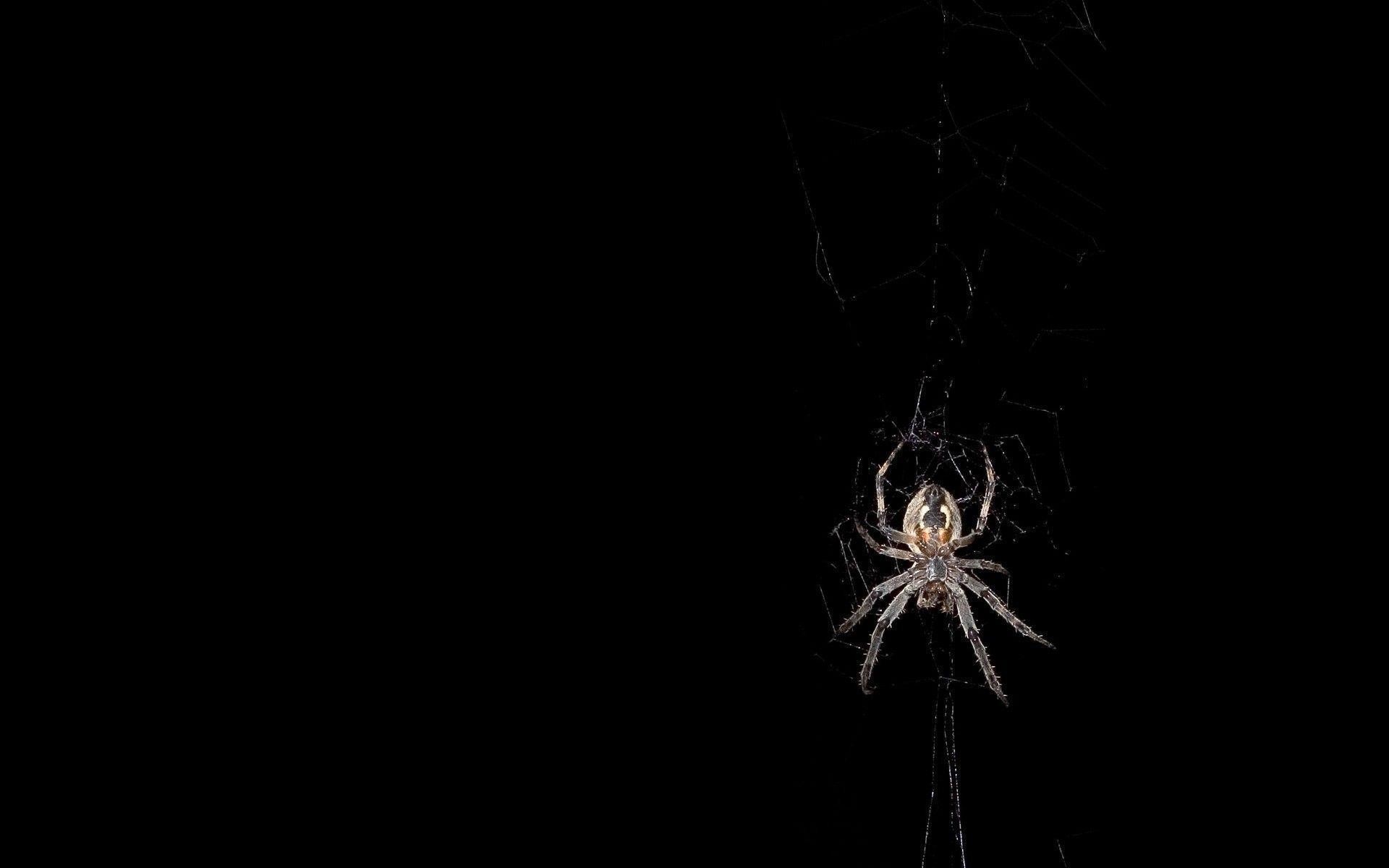 Spider Web – wallpaper