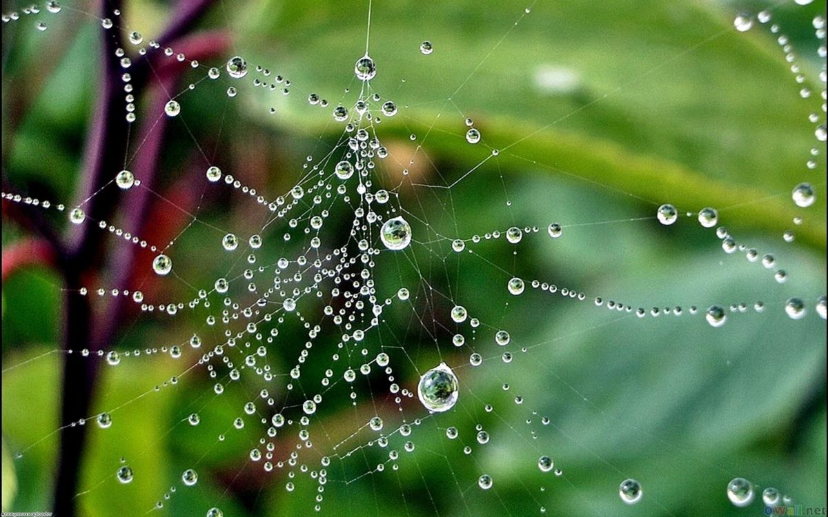 spider-web-raindrops