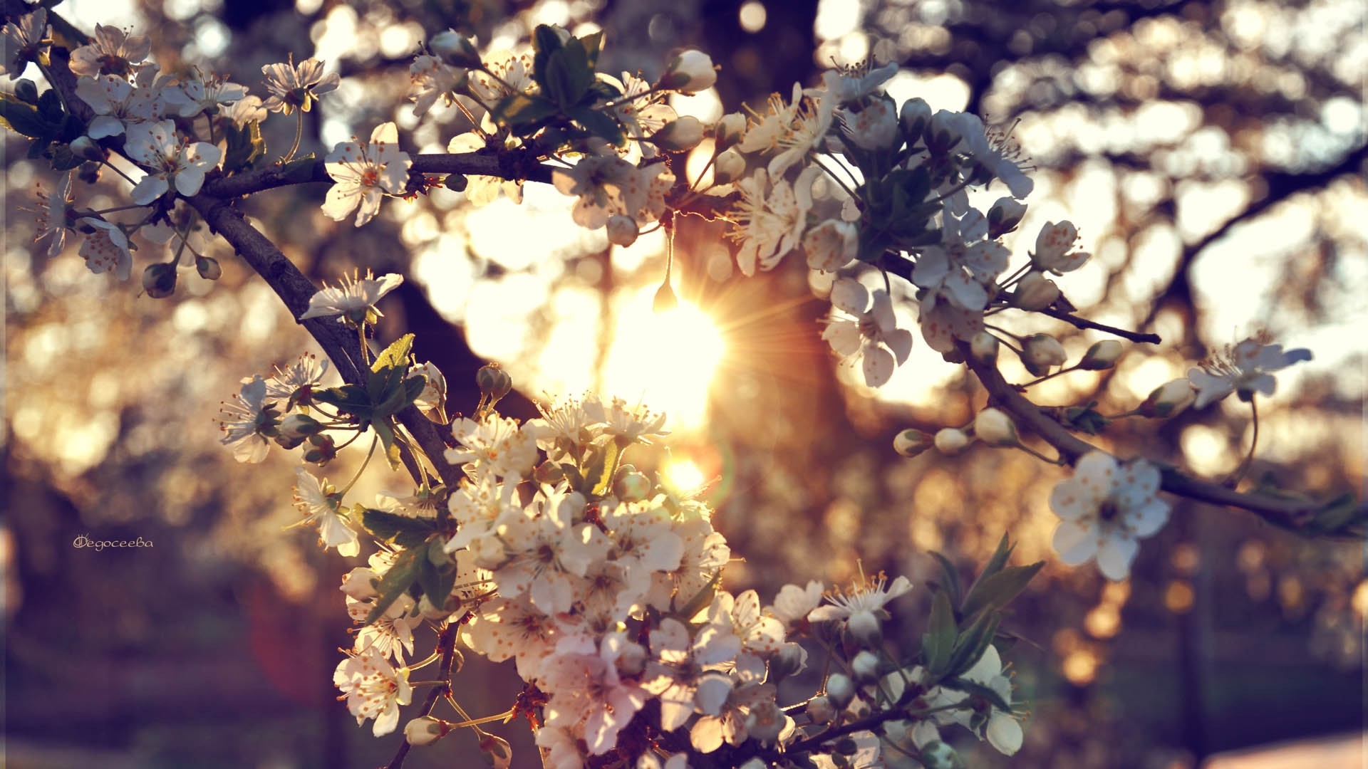 Preview wallpaper branch, flowers, spring 1920×1080